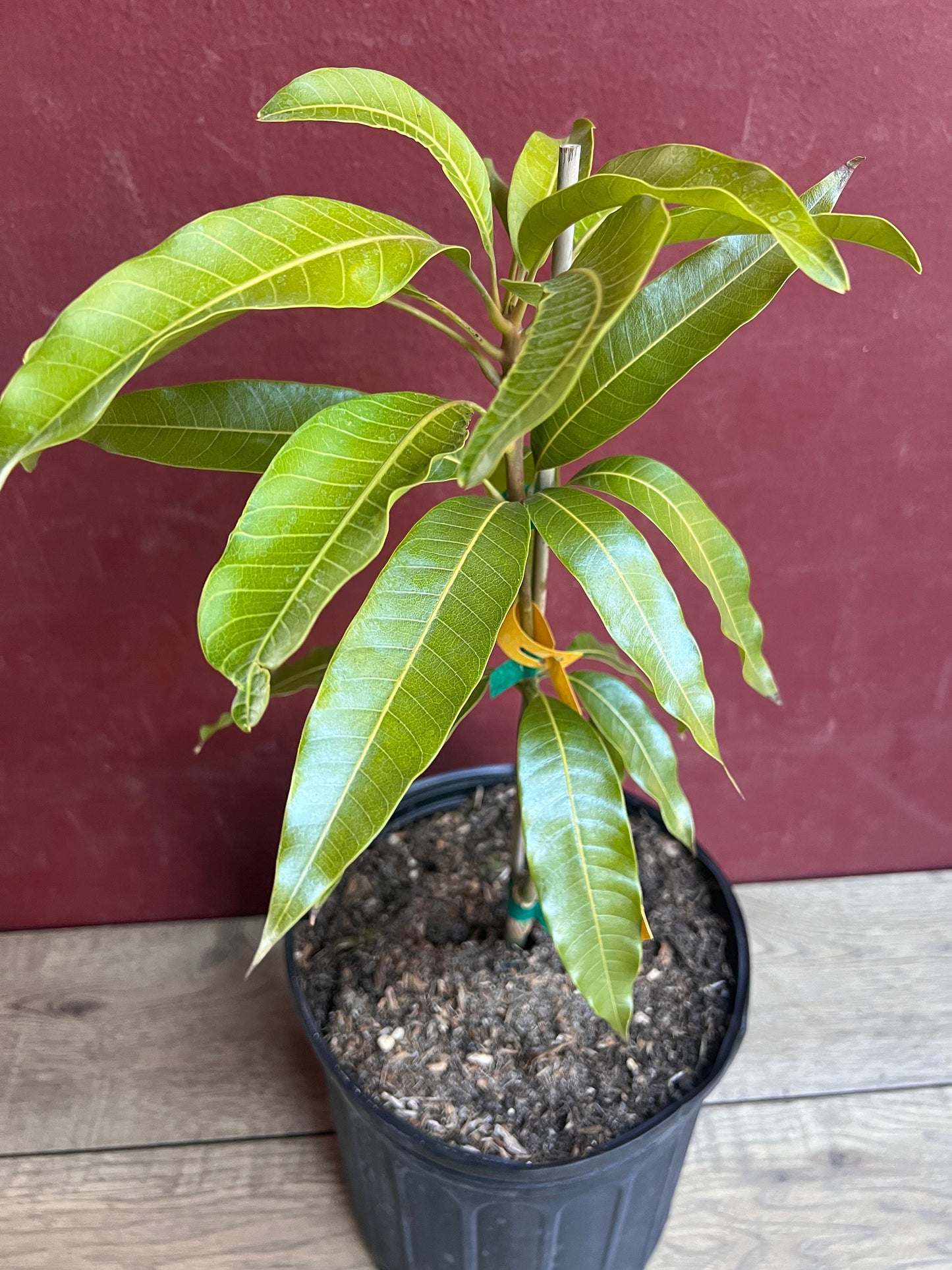 Fruit Punch Mango Tree, grafted in 3 gallons pot, No Ship to CA and HI