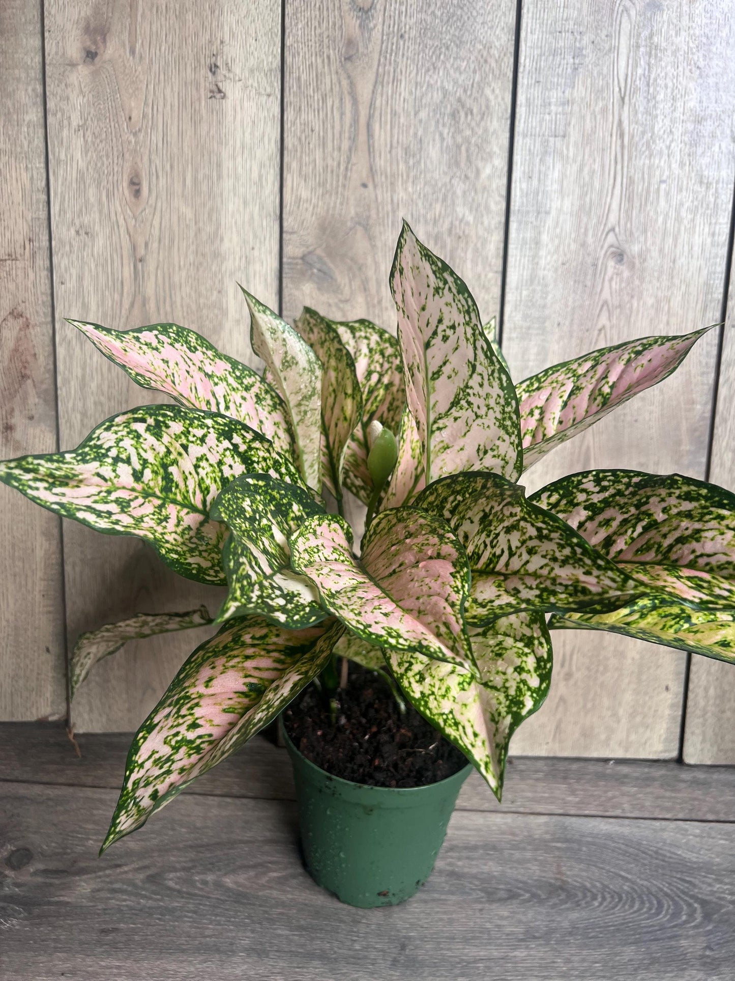 Etta Rose Aglaonema in 6" Pot, Rare Chinese evergreen