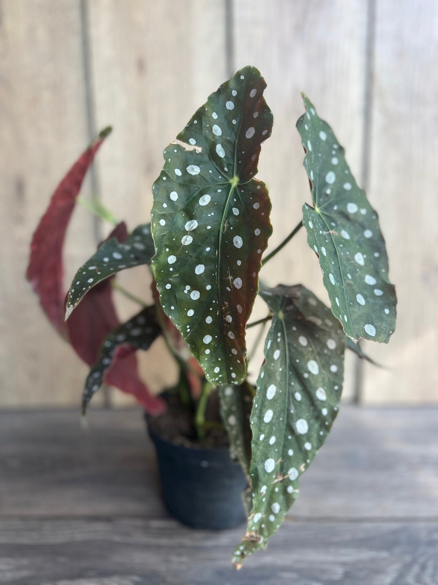 Begonia maculata in 6" Pot, Polka dot plant, house plant