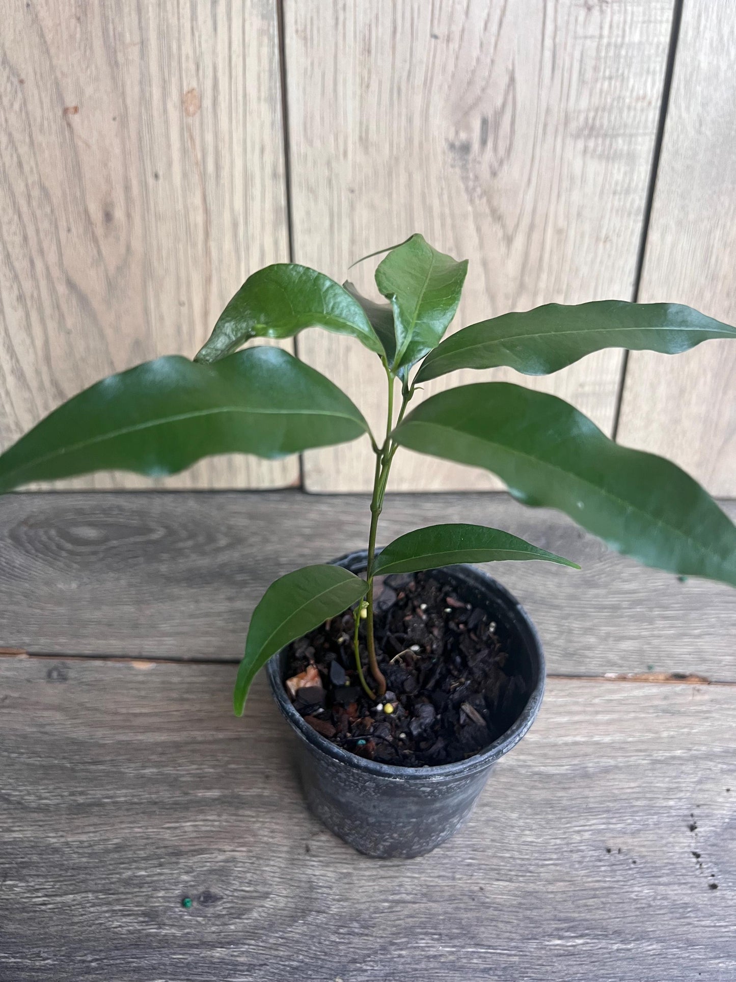 Sweetheart Lychee in 4" Pot