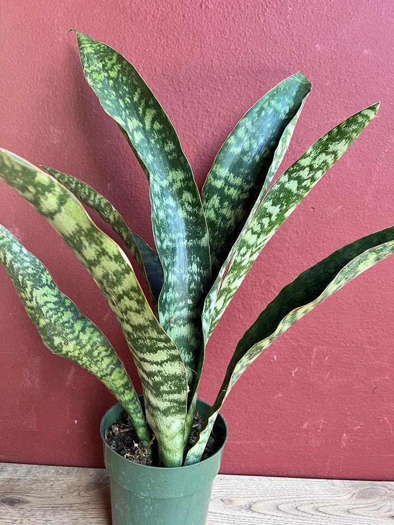 Sansevieria Jaboa, in 6" pot, King Jaboa, Dracaena Jaboa