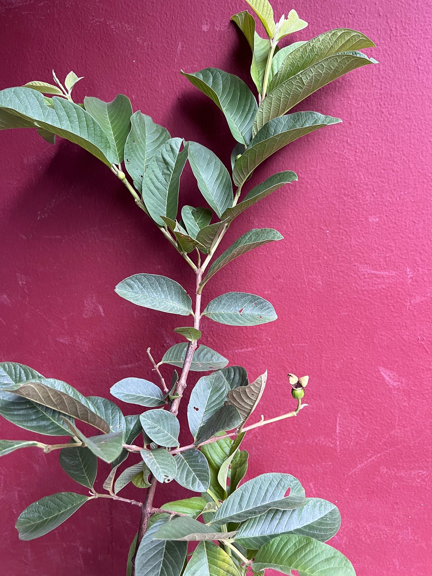 Thai Guava, in 10" Pot, Jambu Batu, Psidium guajava, Ferang, White Guava tree, No Ship to CA and HI