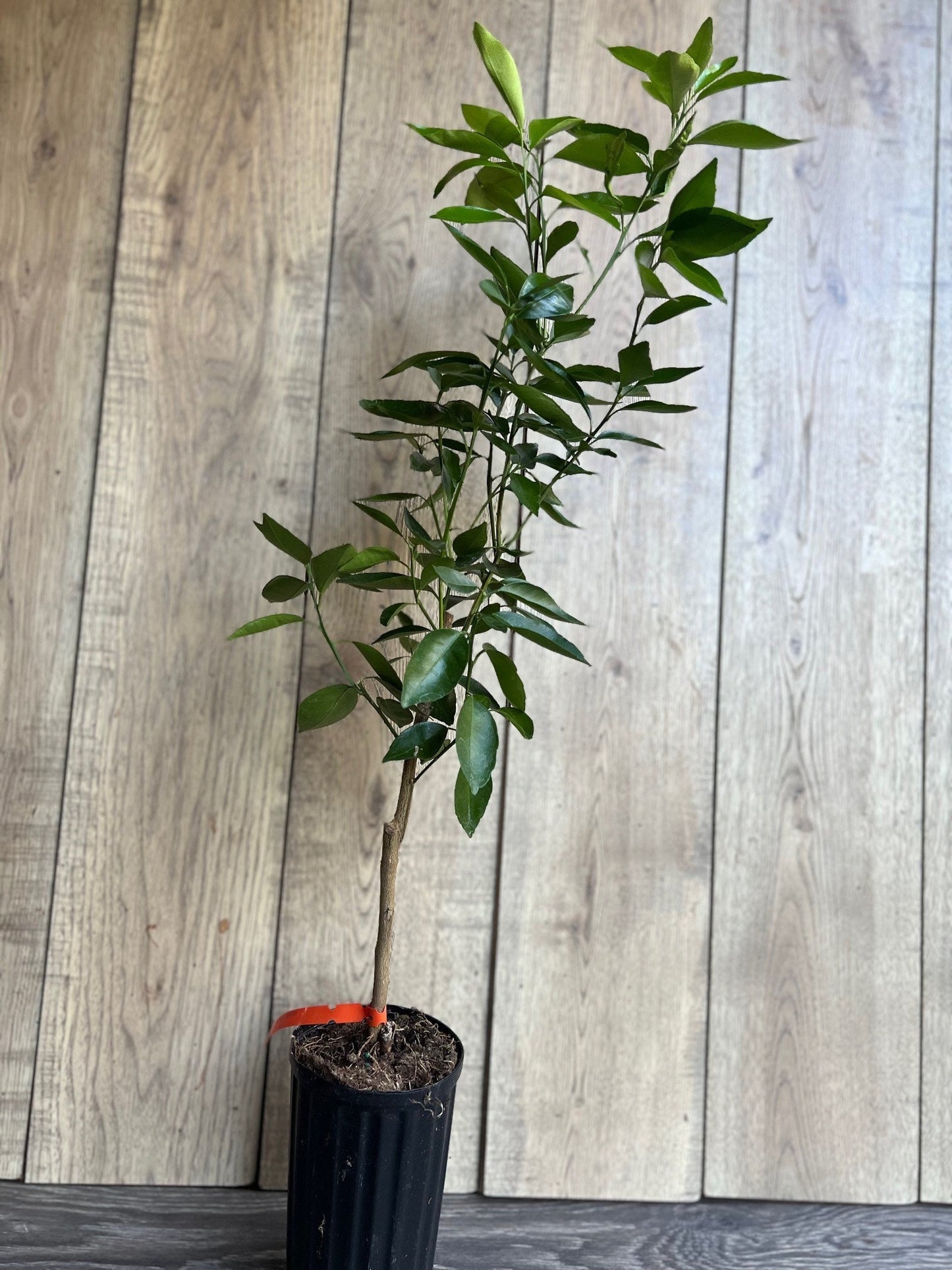 Cara Cara Orange Tree in half Gallon Pot, Grafted. Florida Shipping Only