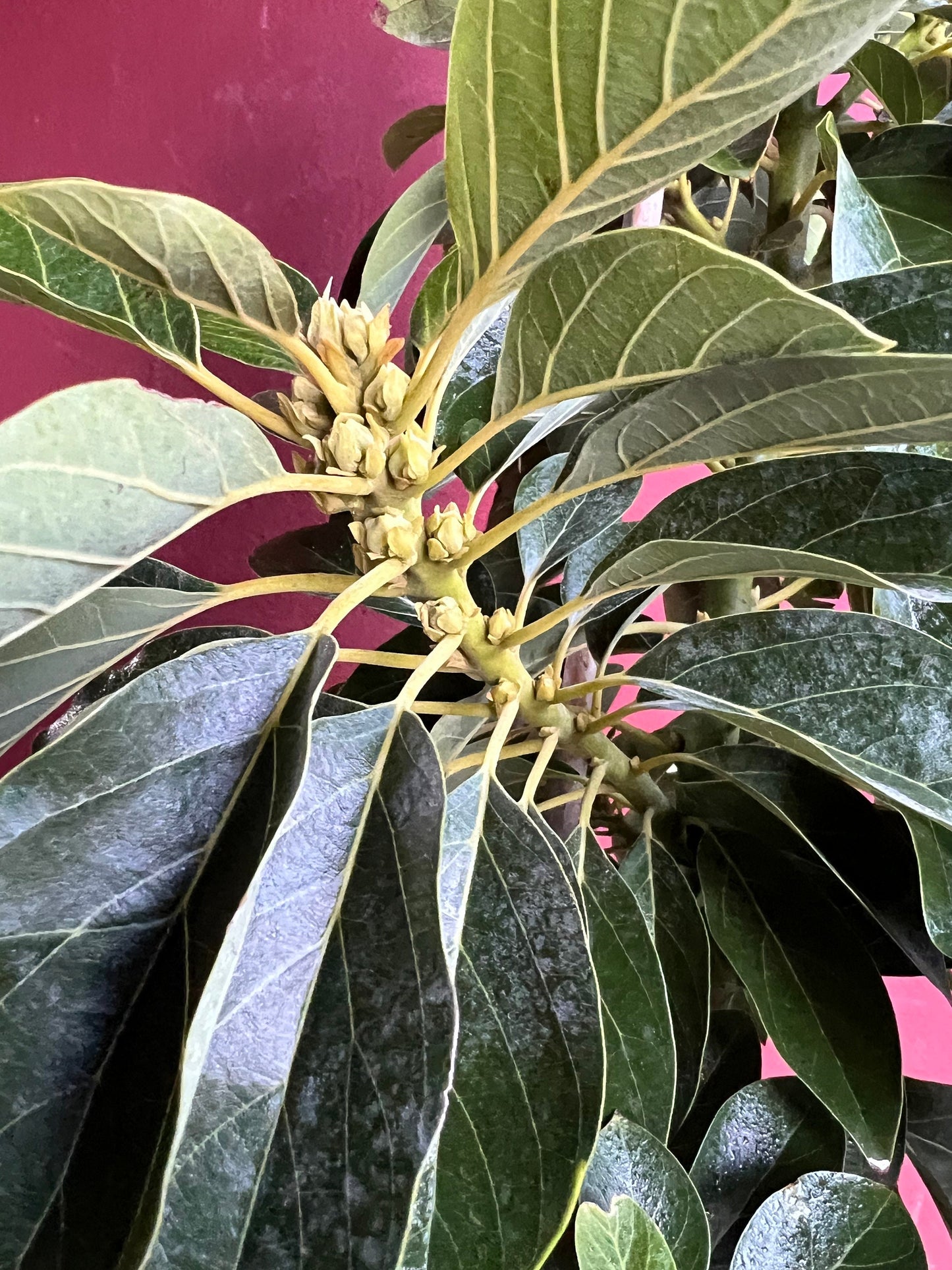 Avocado 'Choquette', Persia americana Tree , Grafted in 3 Gallon Pot, No Ship to HI