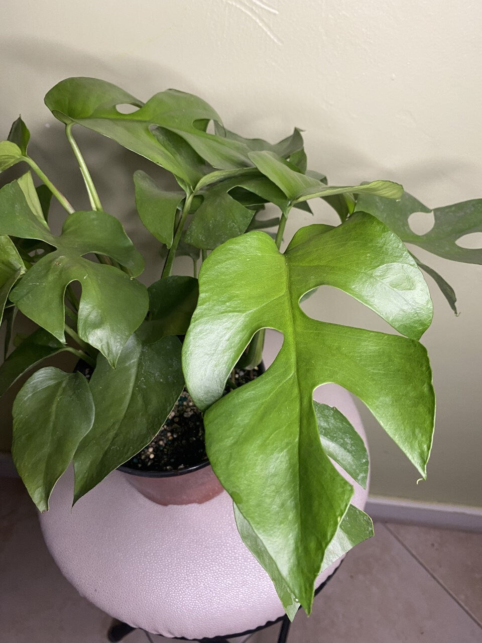 Rhaphidophora tetrasperma AKA Monstera Minima AKA Ginny Monstera, Live Plant, 6" Pot, Ultra Rare Indoor Air Purifier