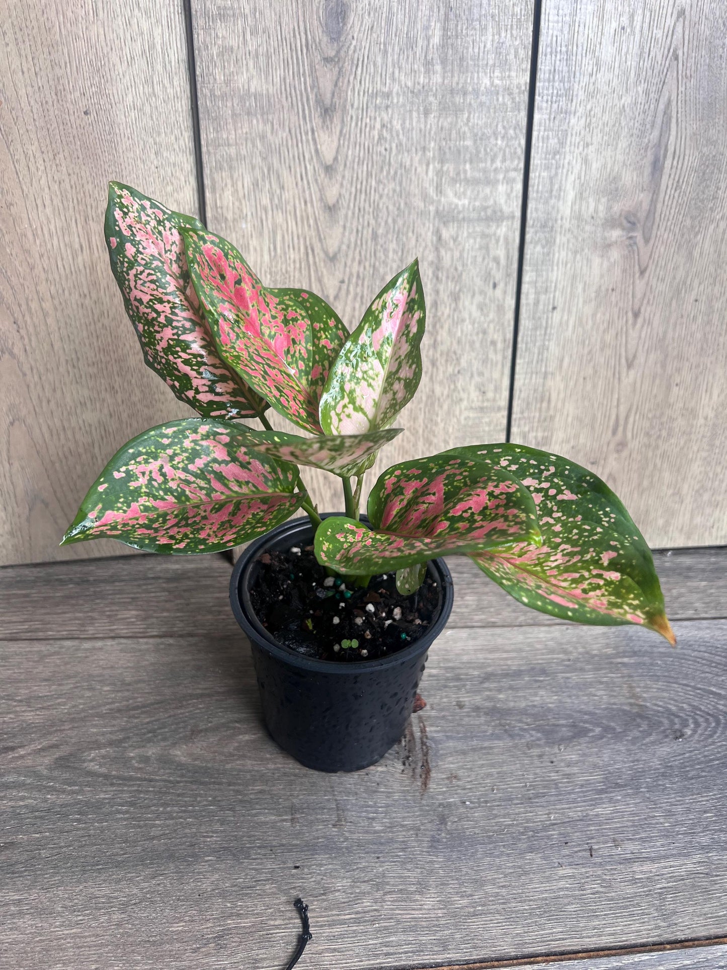 Aglaonema Wishes (Red Valentine) 4" Pot
