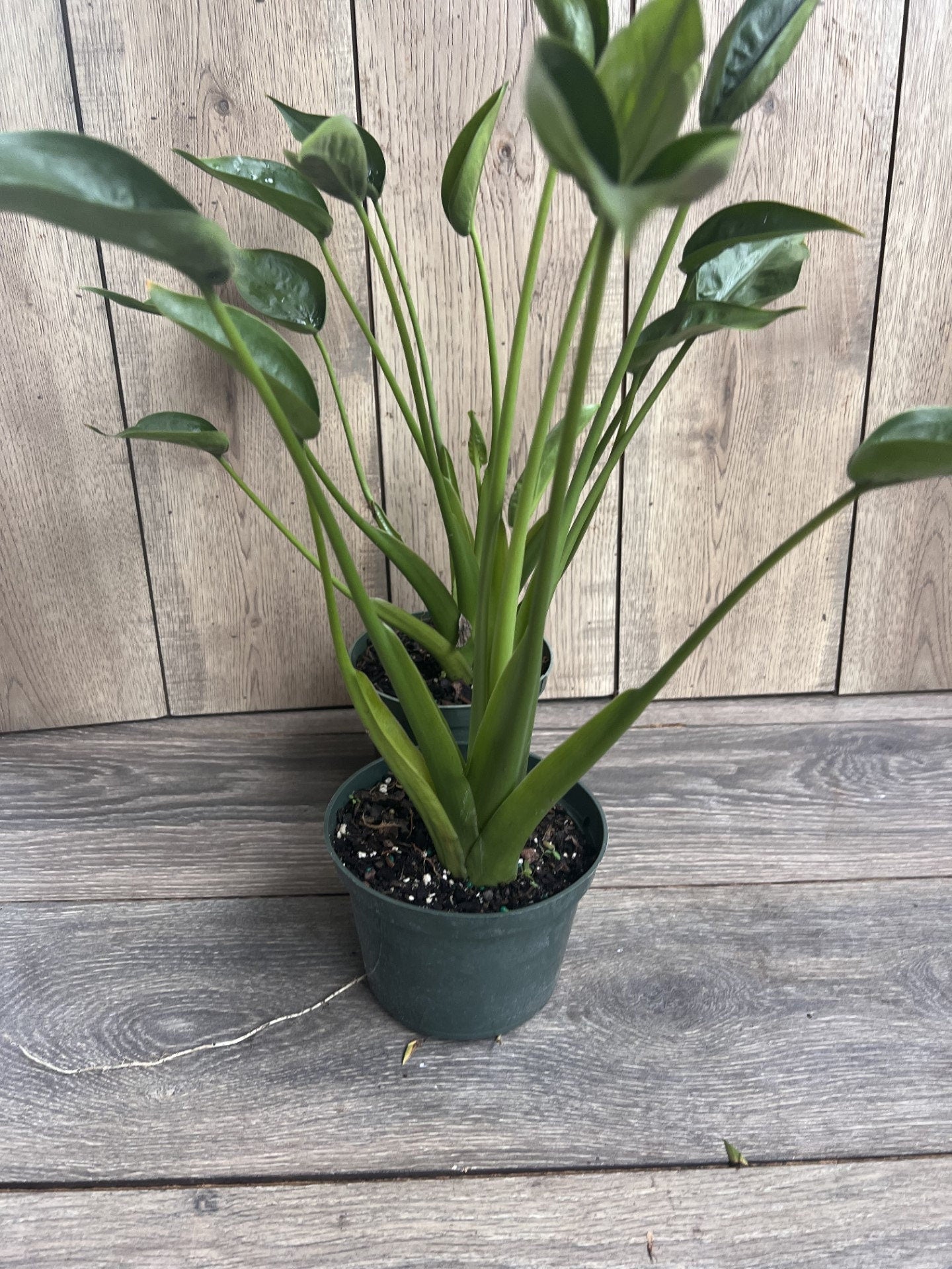 Alocasia Tiny Dancer in 6" Pot, house plant