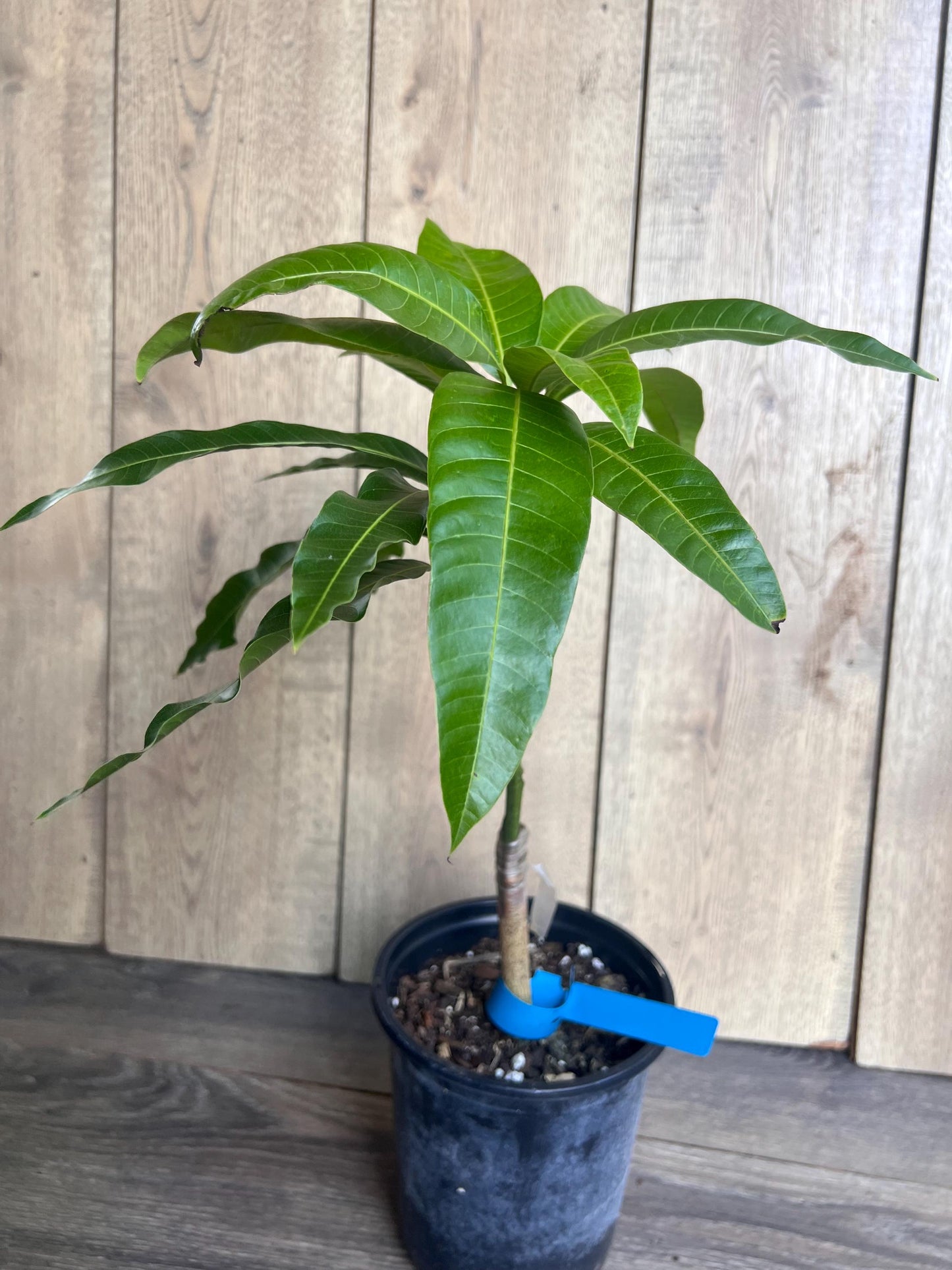 Grafted Manila Mango in 1/2 Gallon Pot