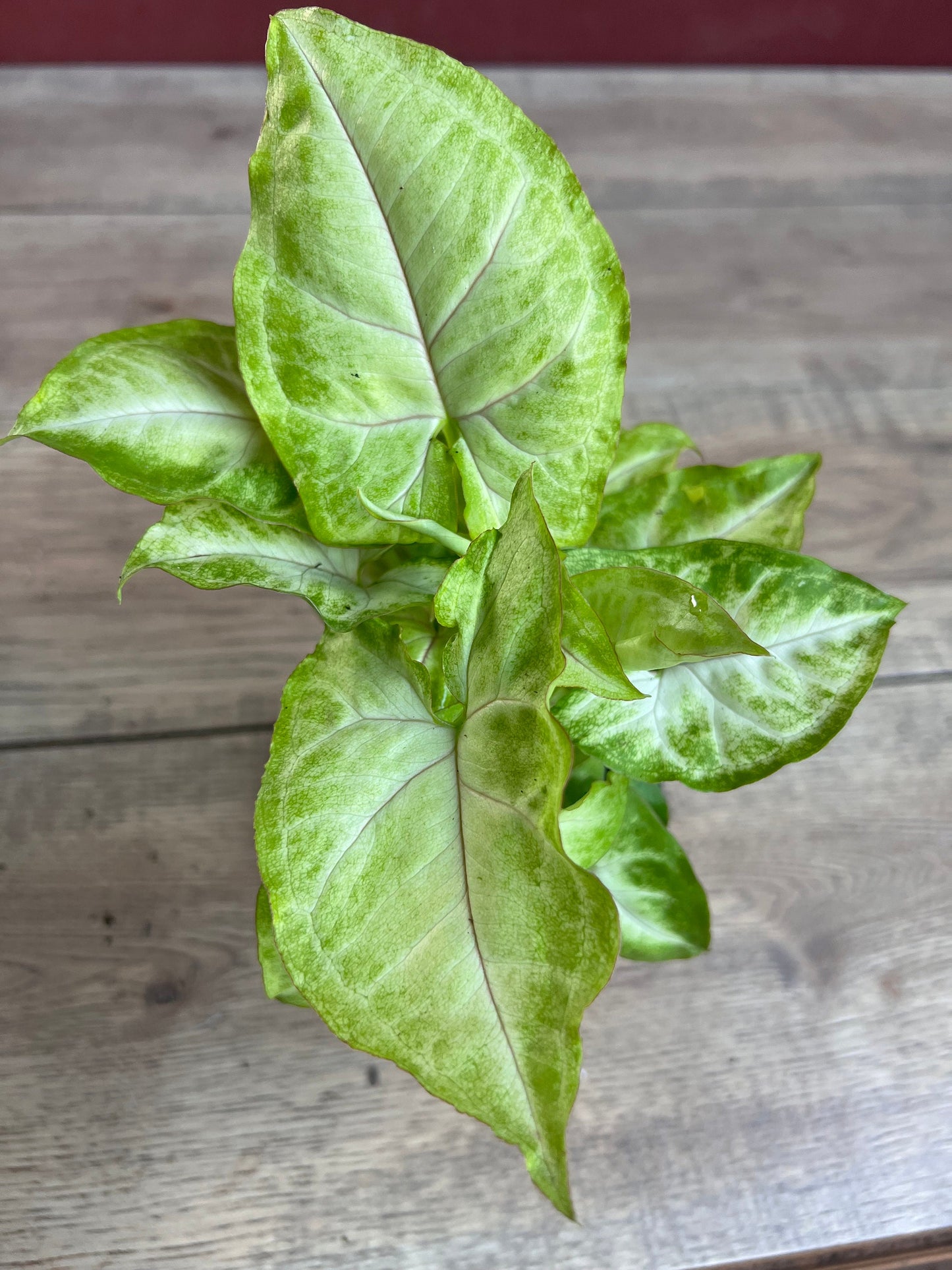Syngonium Gold Allusion in 4" Pot