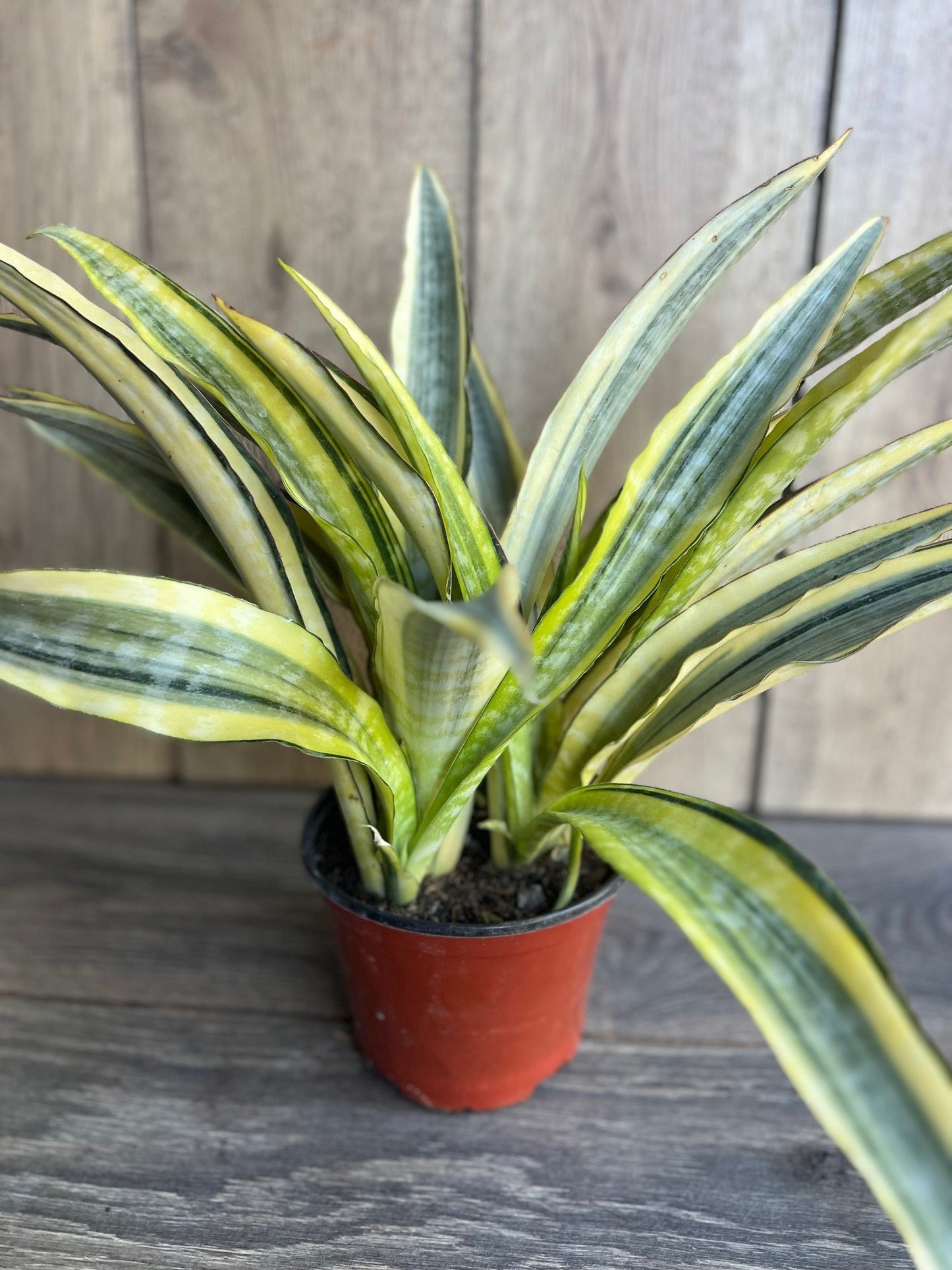 Sansevieria Lauren in 6" pot, rare