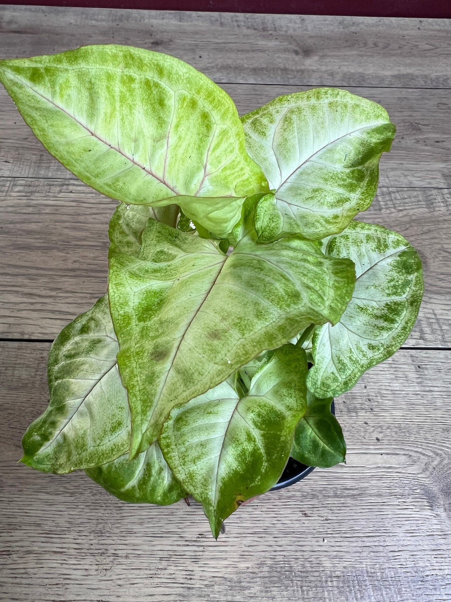 Syngonium Gold Allusion in 4" Pot