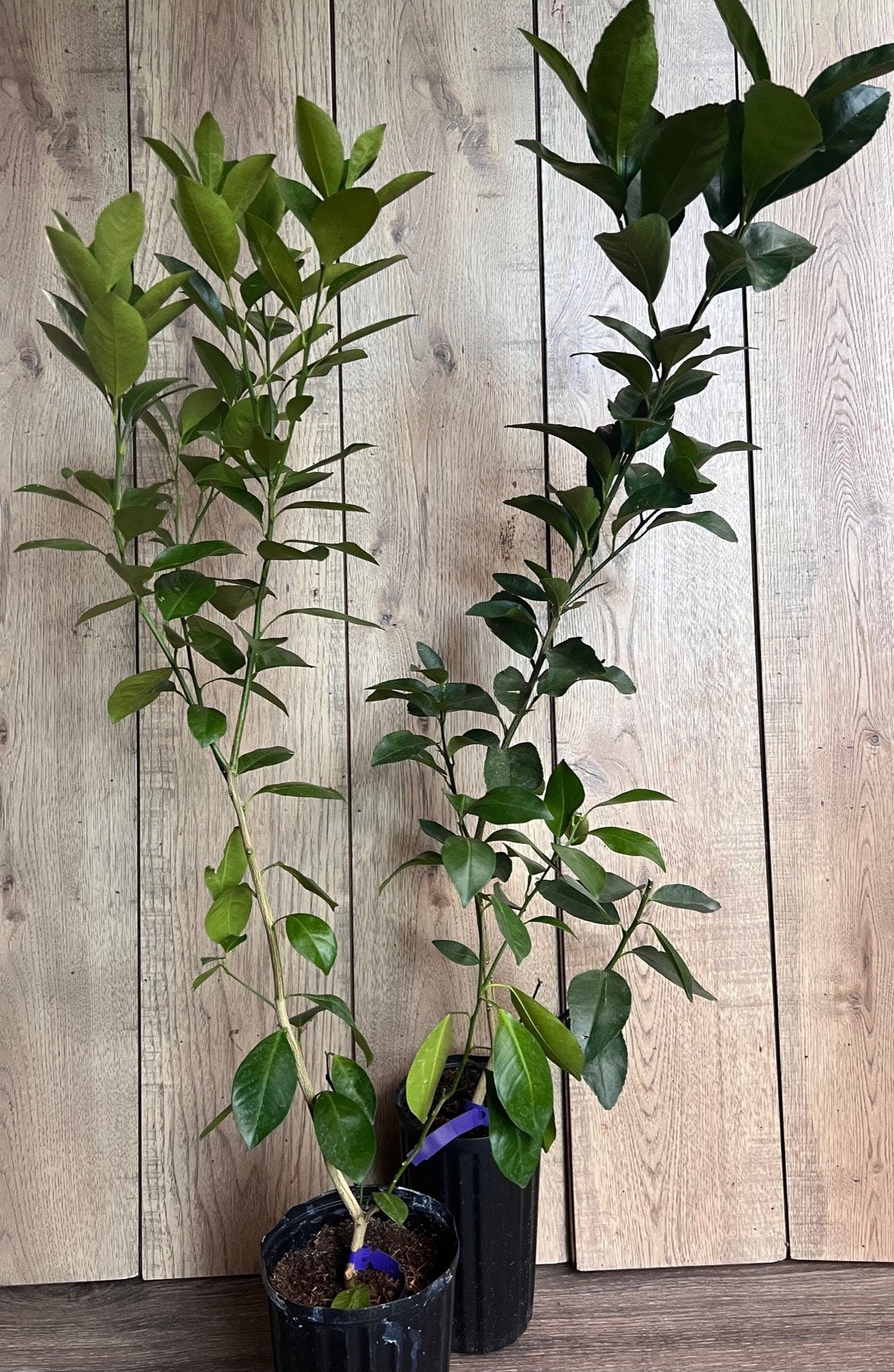 Glenn Navel Orange Tree in half Gallon Pot, Grafted, Florida Shipping Only