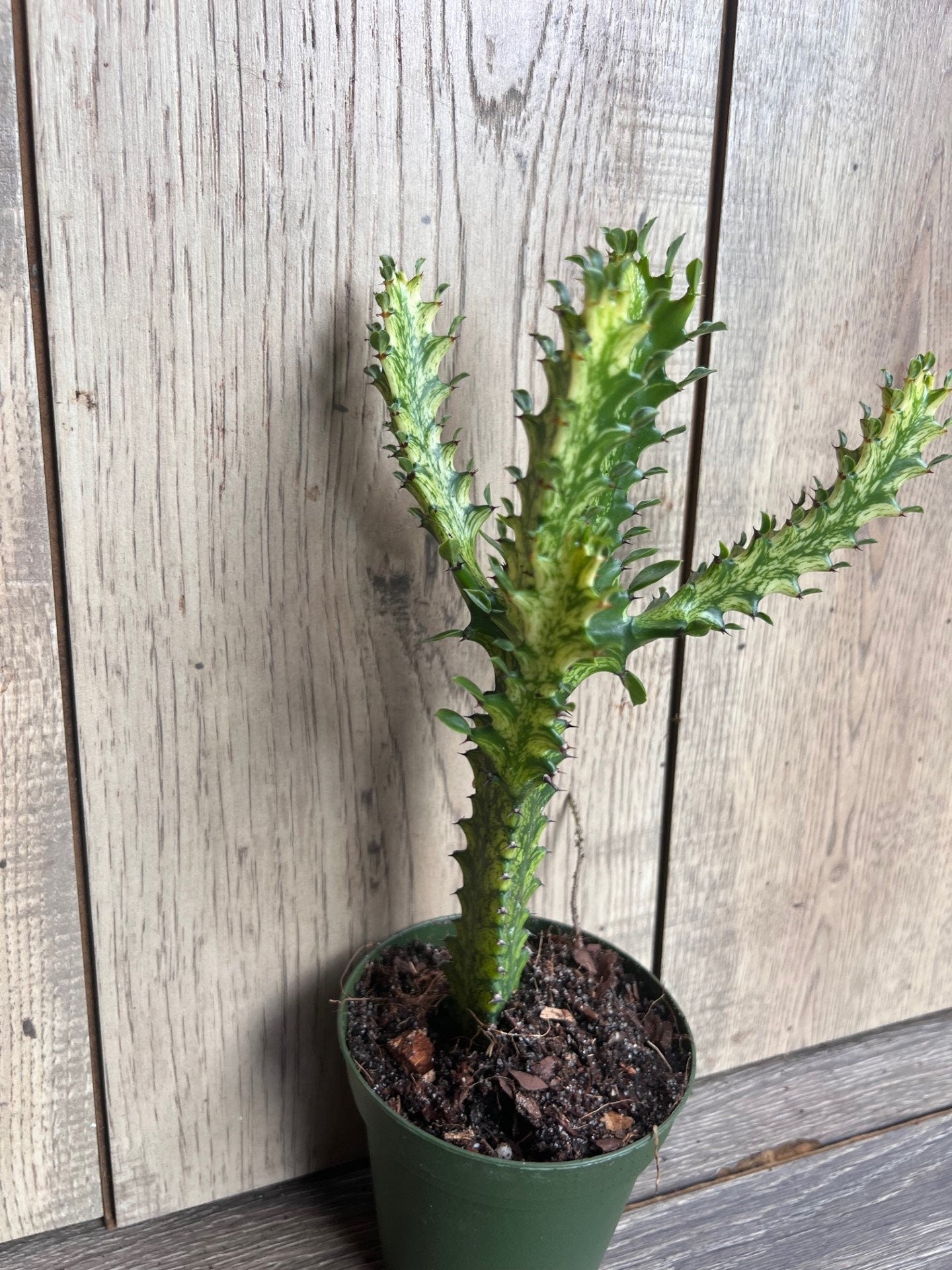 Euphorbia Lactea Variegated, Dragon Bone in 4" Pot, rare, cactus , succulent, Lacei variegata