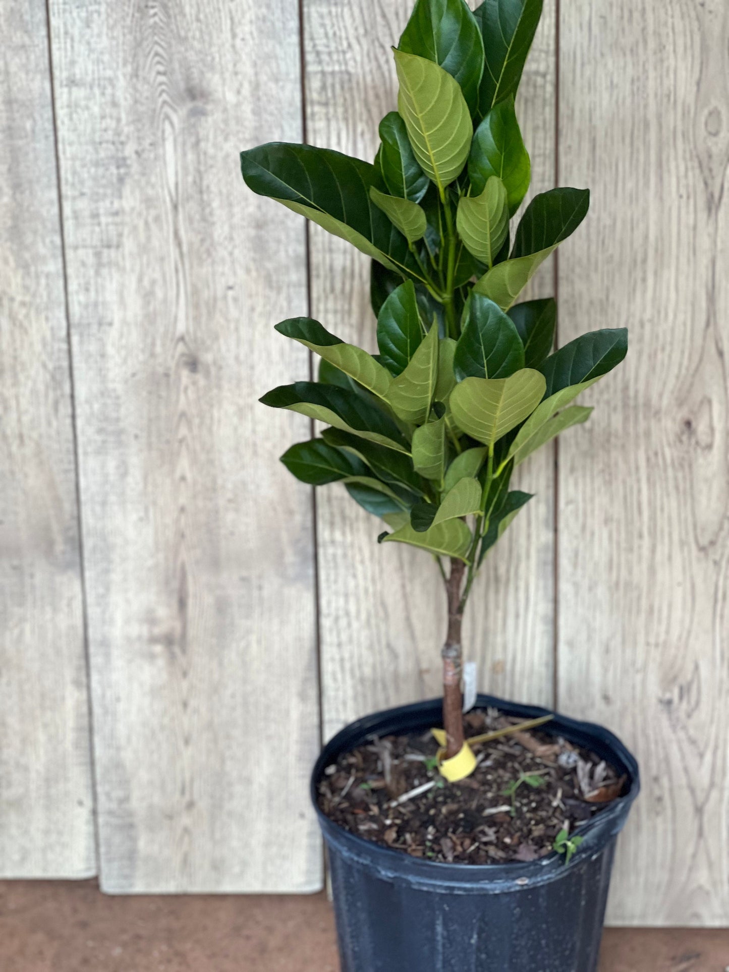 J31 Jack Fruit, Dwarf in 3 Gallon Pot, Grafted, Artocarpus heterophyllus, no ship to CA and HI