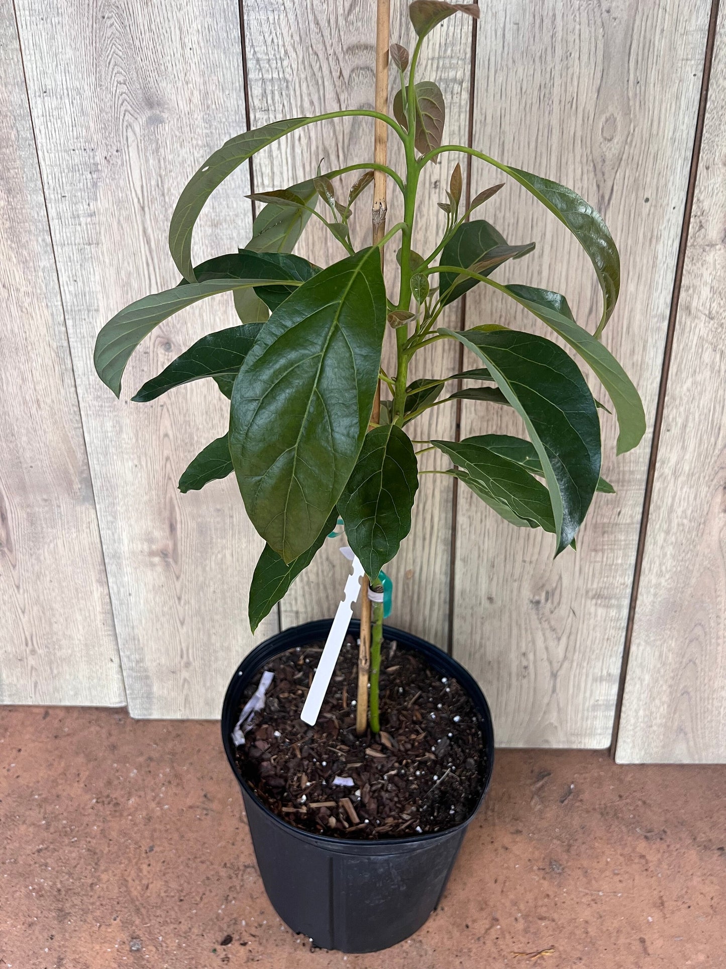 Haas Avocado Tree , Grafted in 3 Gallon Pot, No Ship to CA and HI