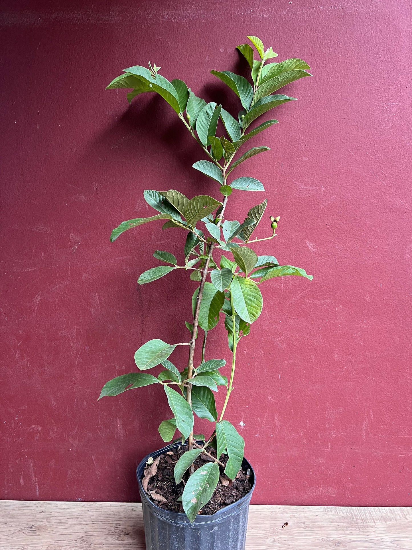 Thai Guava, in 10" Pot, Jambu Batu, Psidium guajava, Ferang, White Guava tree, No Ship to CA and HI