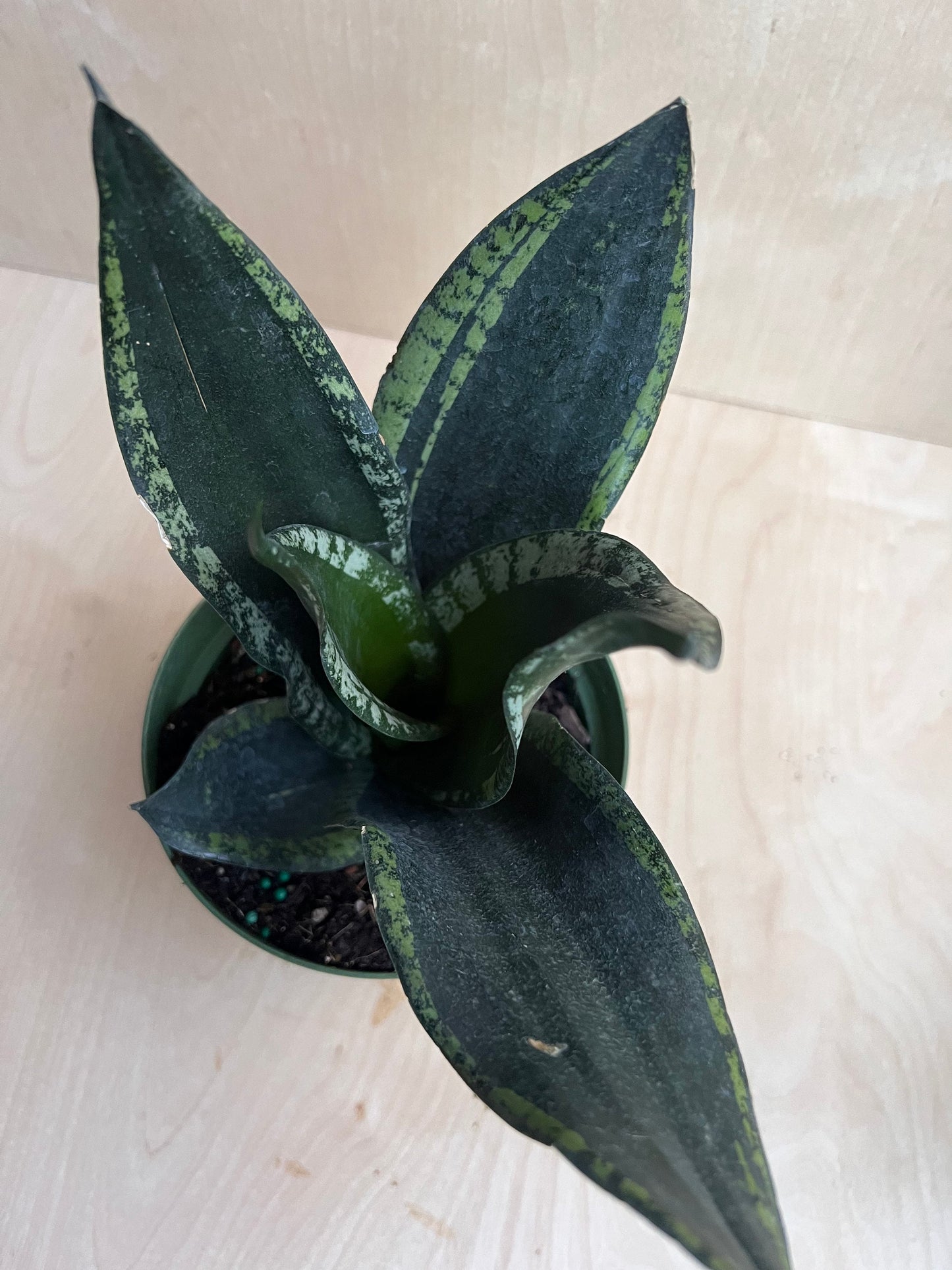 Sansevieria Whitney, Sansevieria Silver Flame, in 6" Inches pot, Mother in law