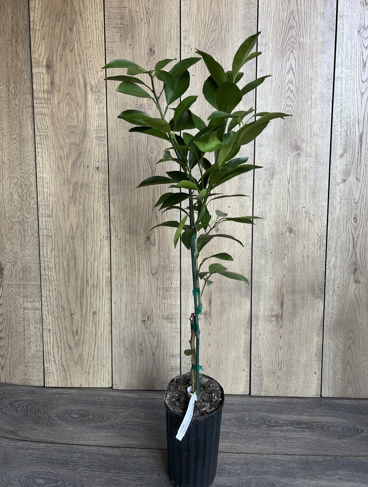 Washington Navel Orange Tree in half Gallon Pot, Grafted, Florida Shipping Only