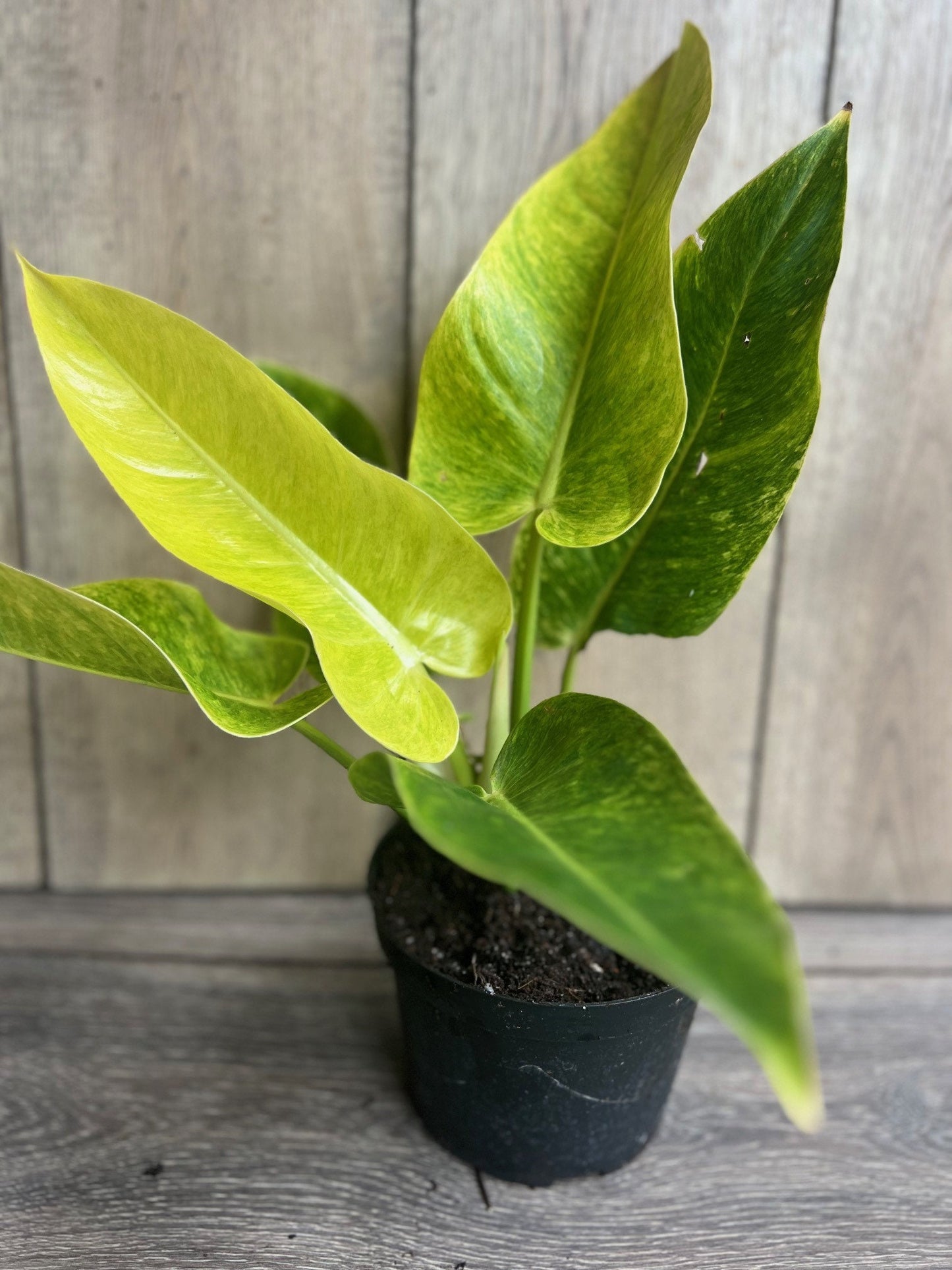 Philodendron Calkins Gold in 6" Pot