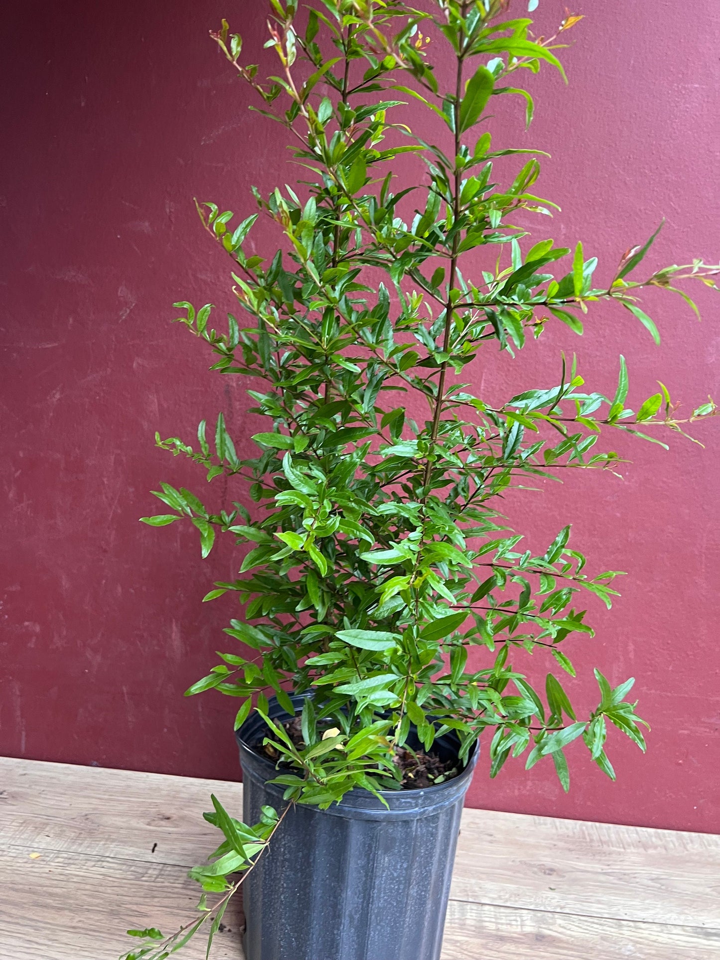 Wonderful Pomegranate in 3 gallon pot, delima