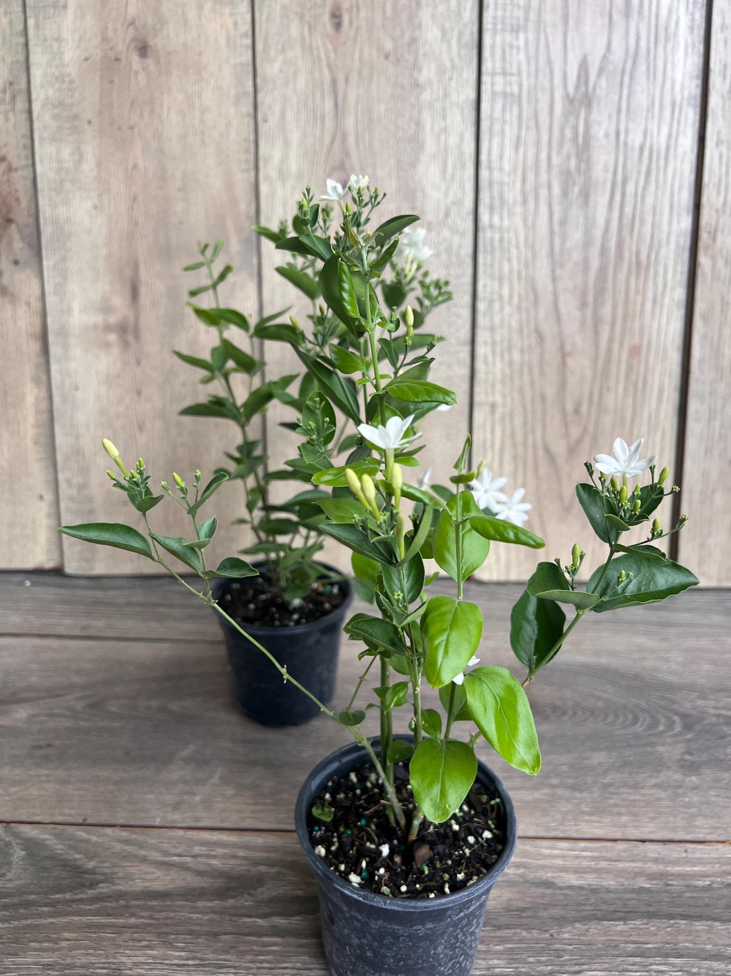 Jasmine Molle , jasmine Indian Jui in 4", Jasminum molle