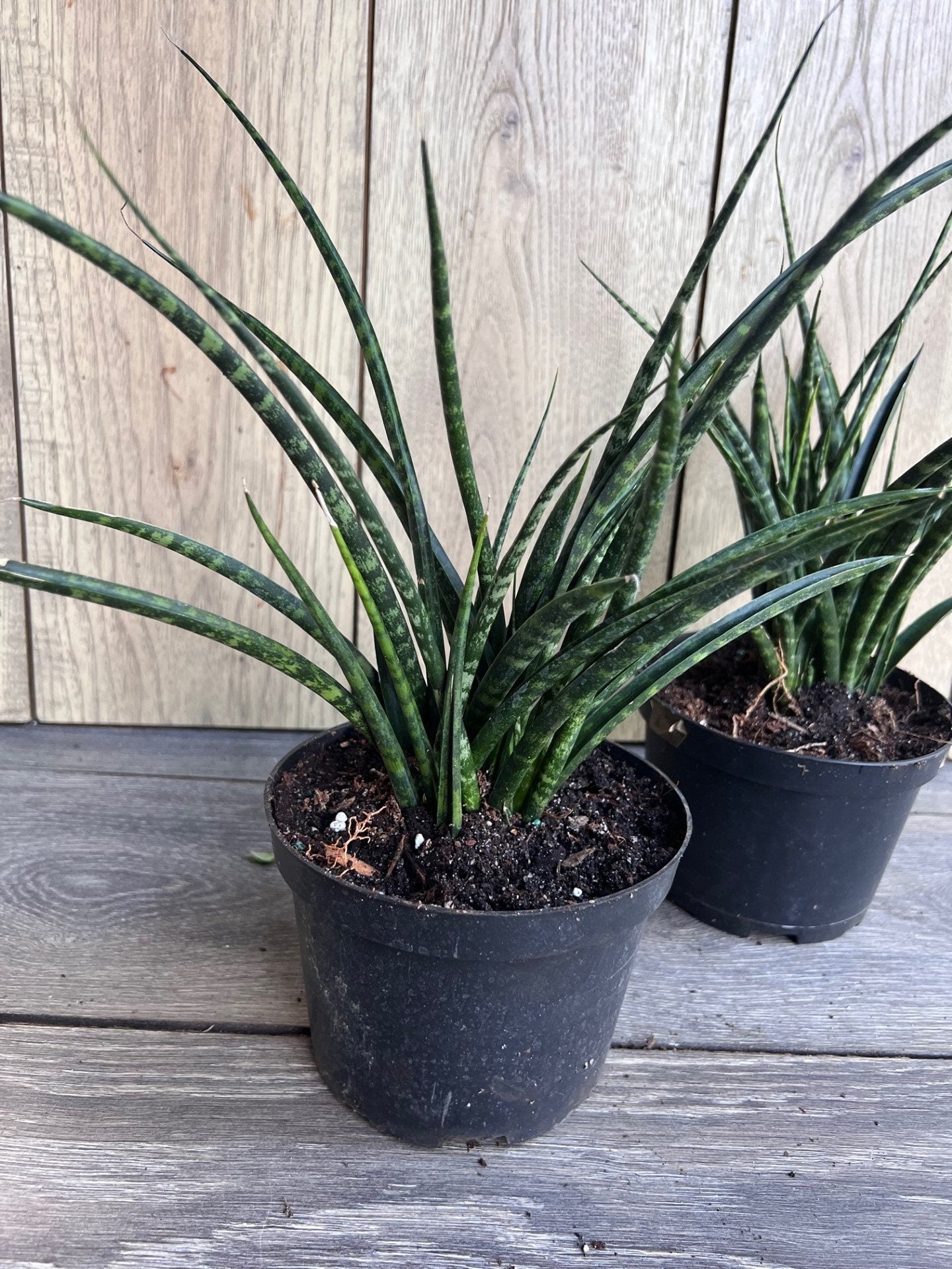 Sansevieria Fernwood, Sansevieria Mikado in 6" inches pot - live air purifying plant
