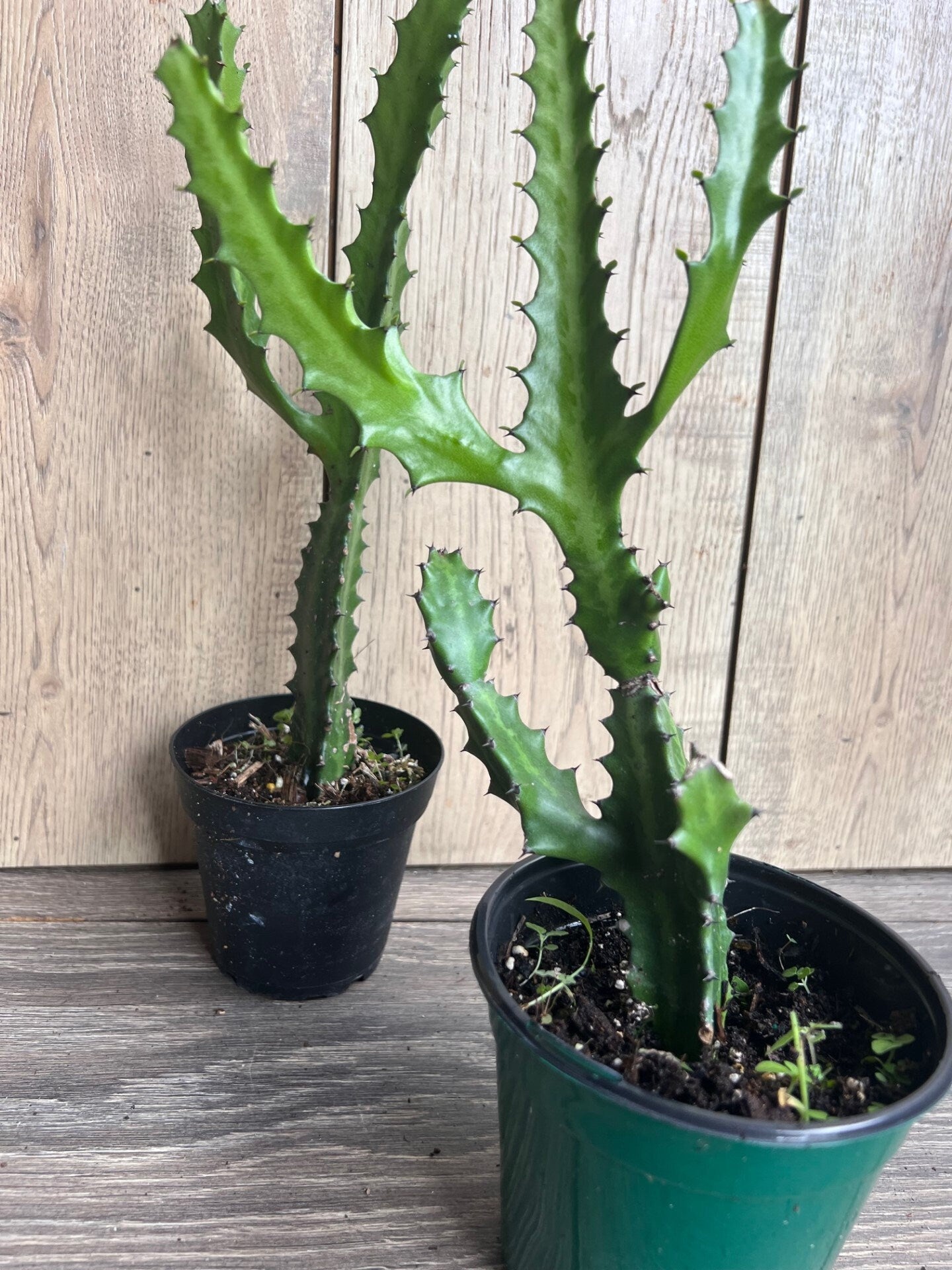Euphorbia Lactea , Dragon Bone in 4" Pot, rare, cactus , succulent