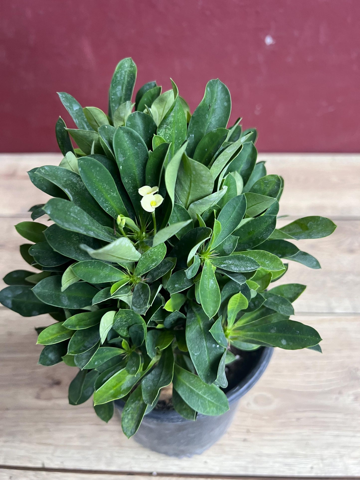 Crown of Thorns, White in 6" Pot, Euphorbia milii