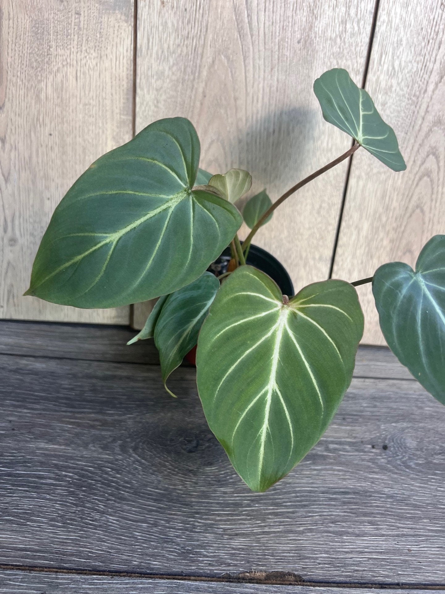 Philodendron gloriosum in 4" pot,
