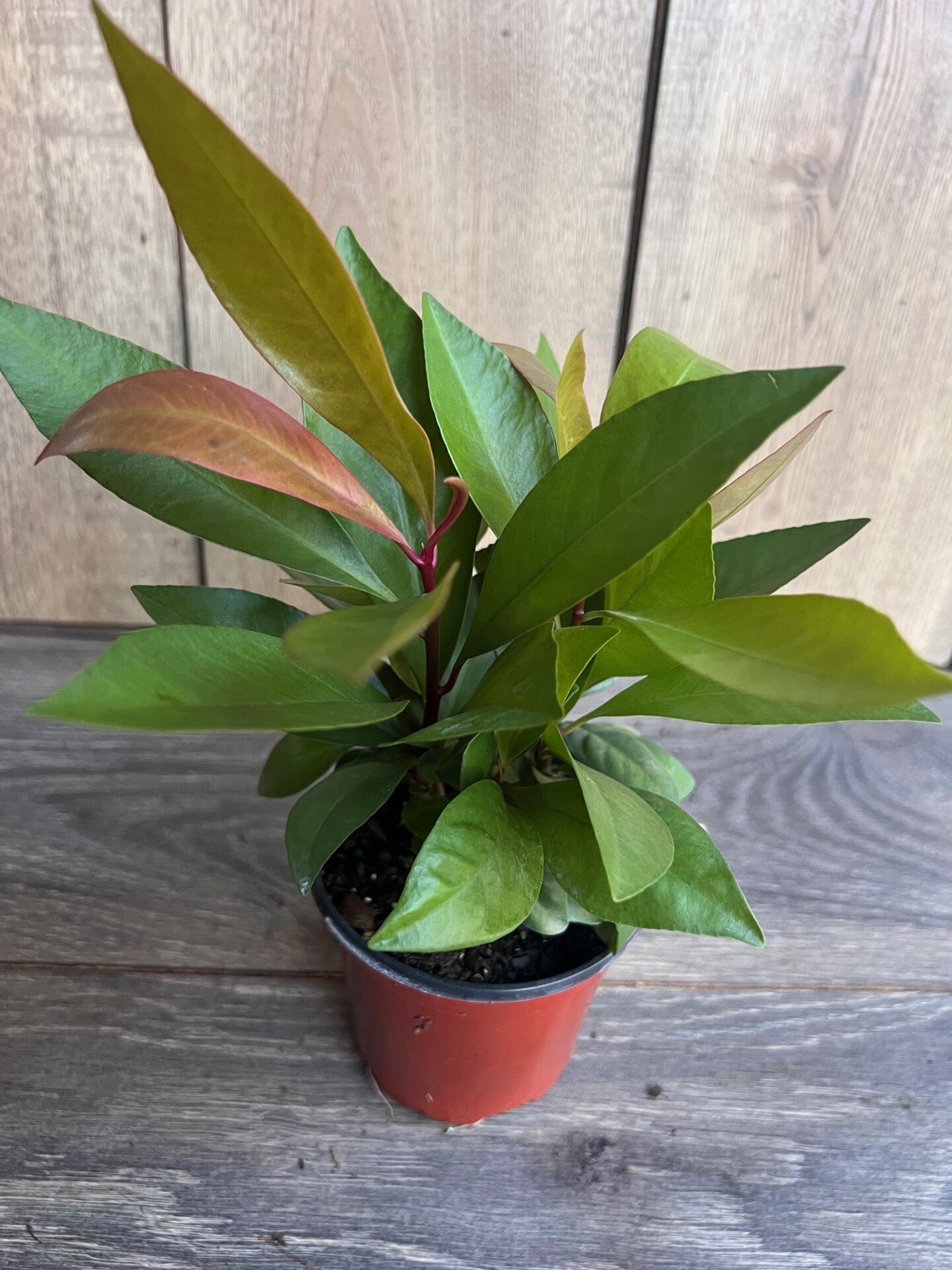 Ardisia Humilis in 4" Pot, house plant