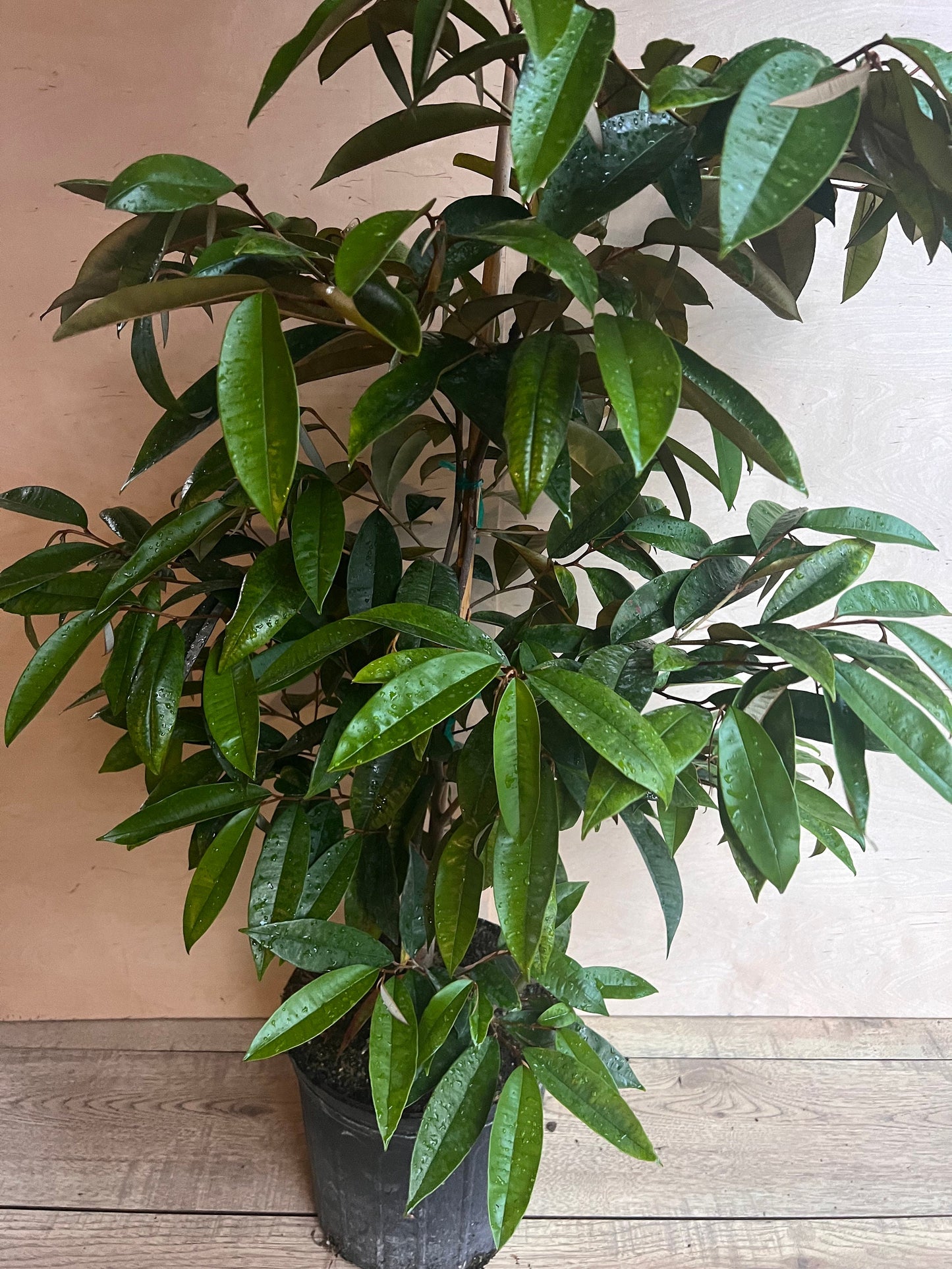 Caimito Purple, Star Apple, Chrysophyllum cainito in 3 gallon pot, grafted, No Ship to CA and HI