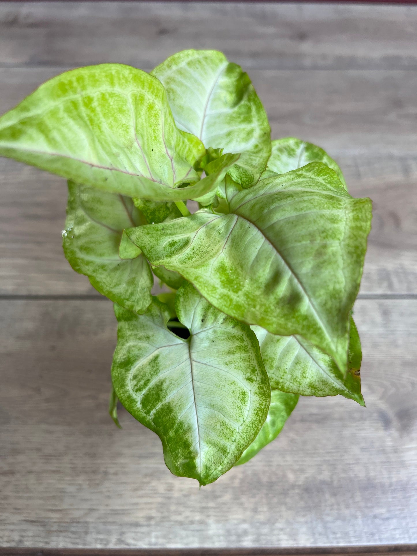Syngonium Gold Allusion in 4" Pot