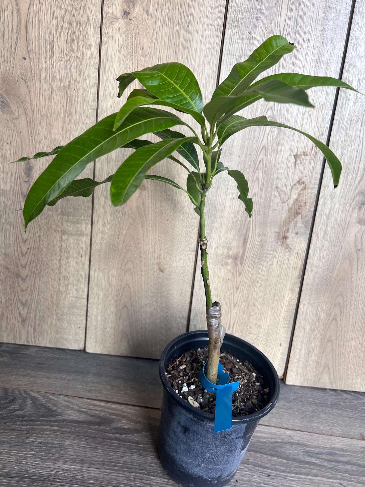 Grafted Manila Mango in 1/2 Gallon Pot