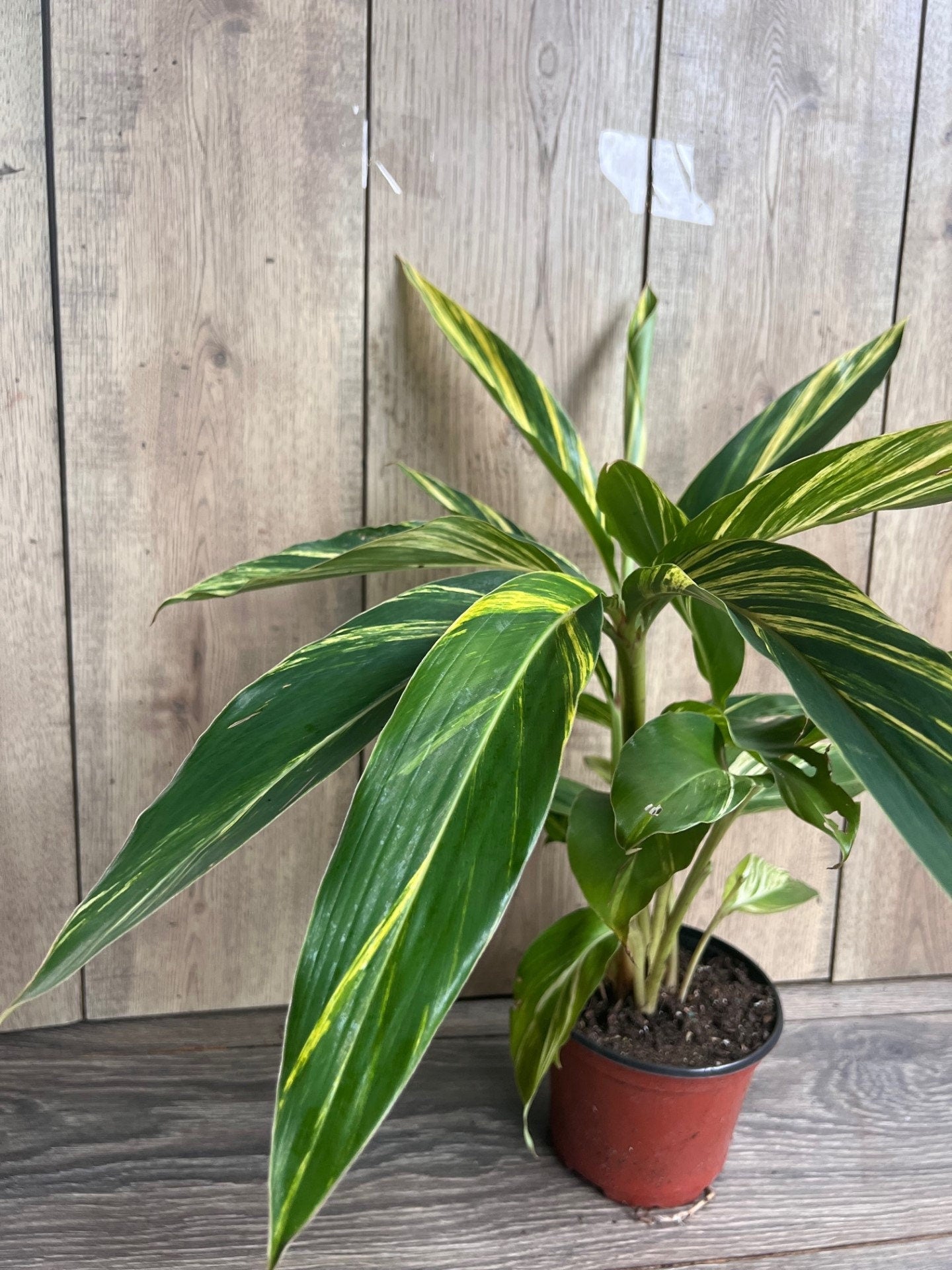 Variegated Shell Ginger (Alpinia Zerumbet ‘Variegata’) in 6" pot