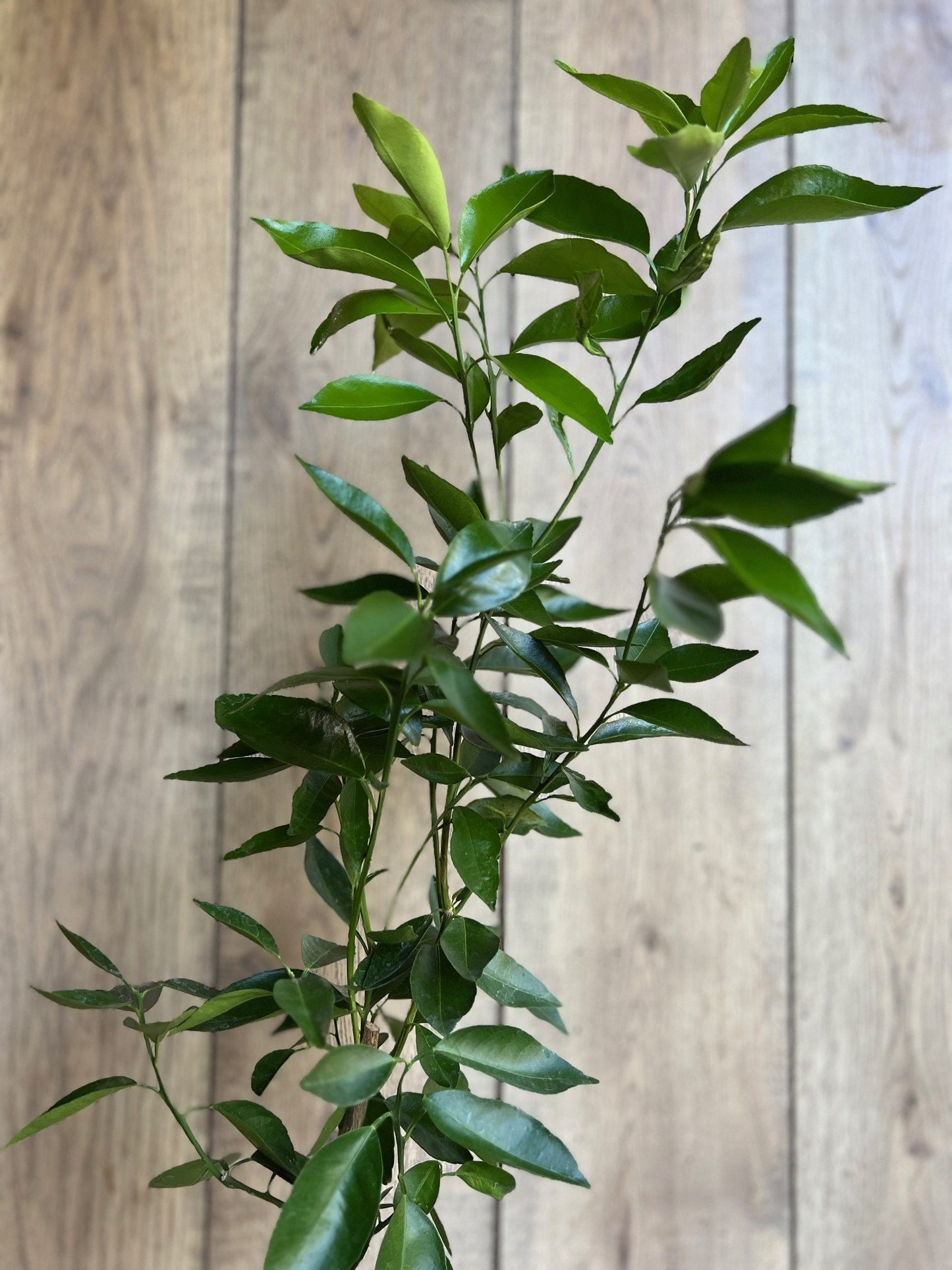 Cara Cara Orange Tree in half Gallon Pot, Grafted. Florida Shipping Only