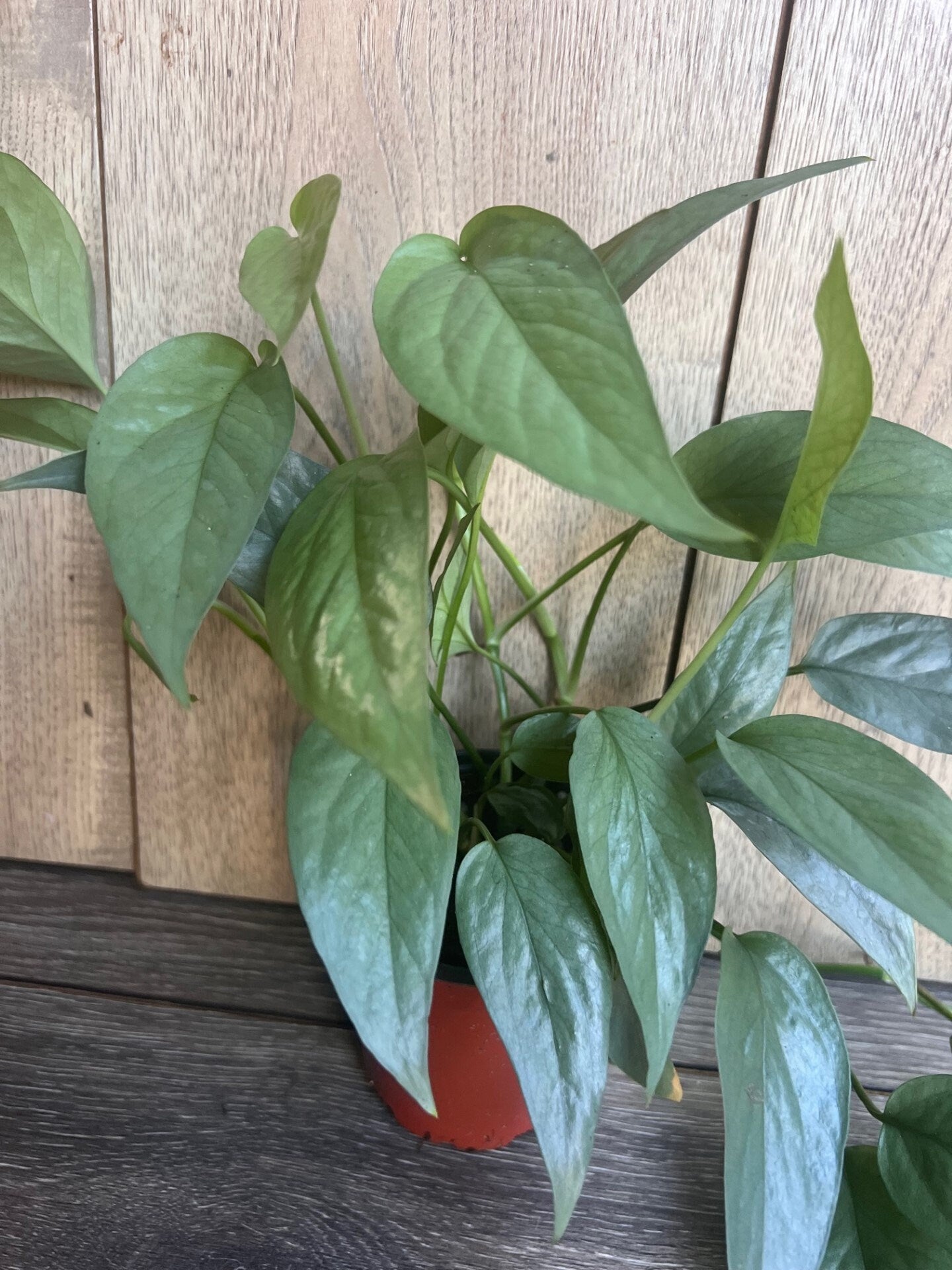 Cebu Blue in 4" Pot, Pothos