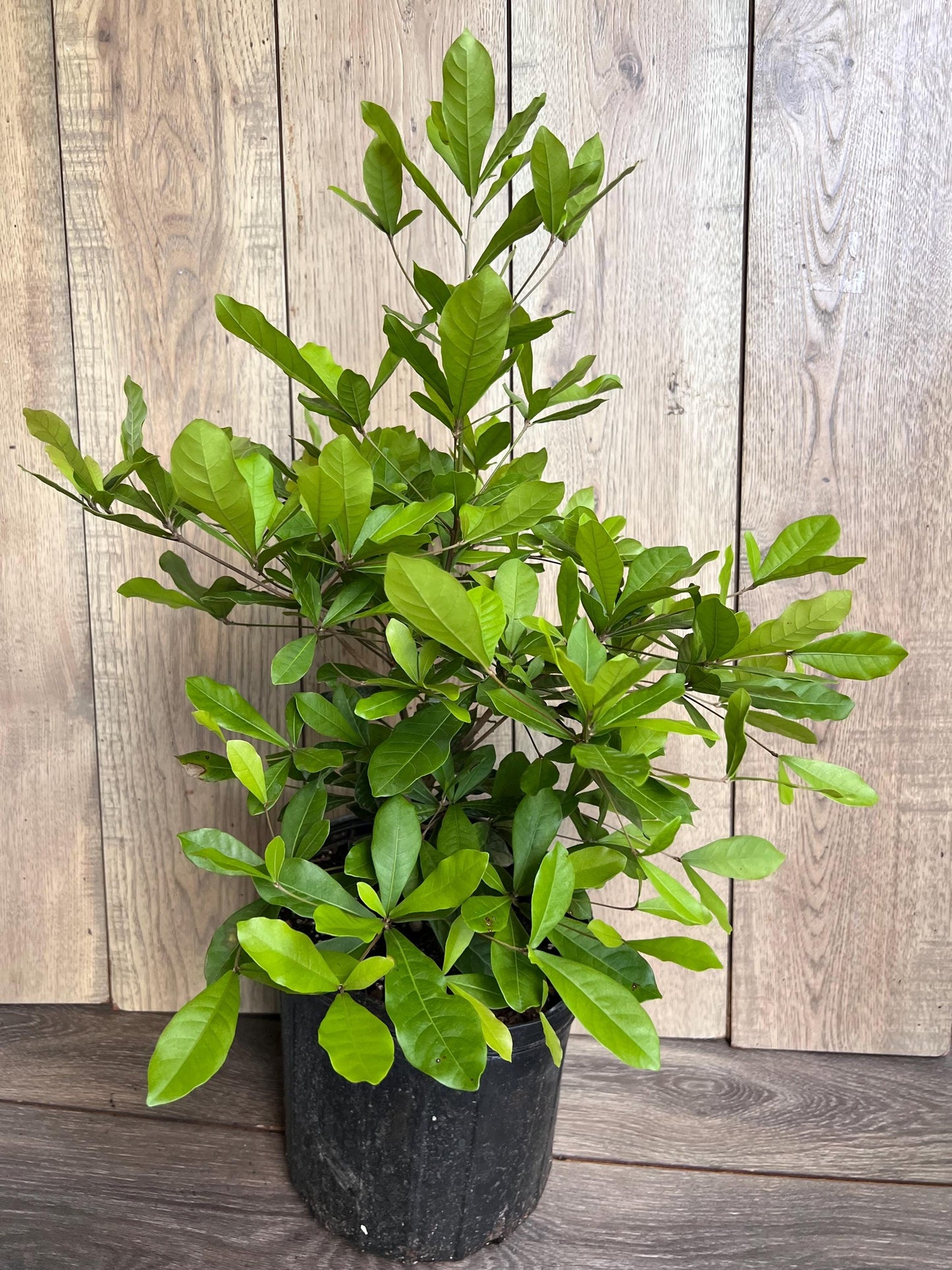 Miracle Fruit tree in 3 Gallon pot, Synsepalum dulcificum