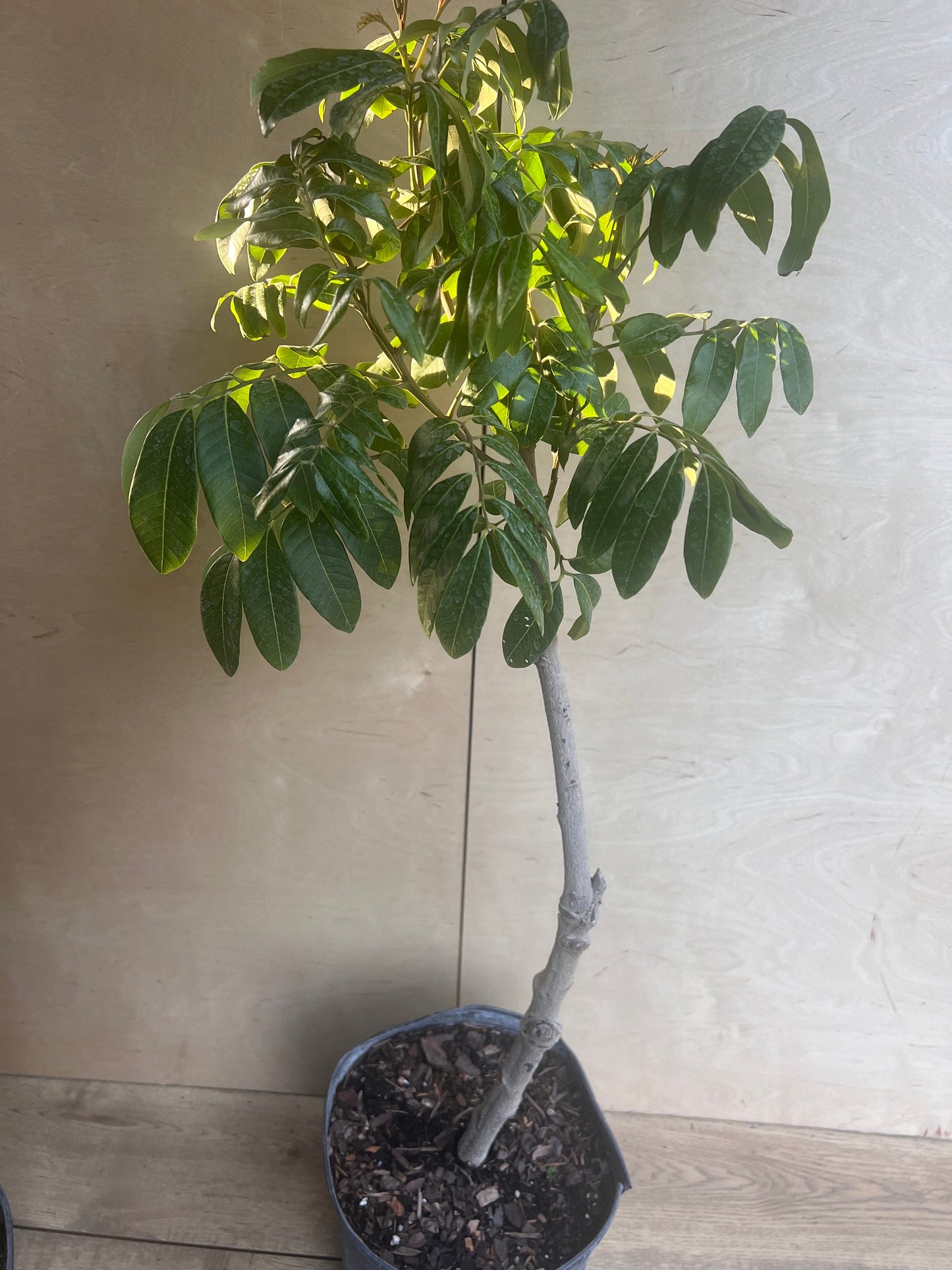 kohala longan in 10" Pot, air layered, lengkeng, kelengkeng, No Ship to CA and HI