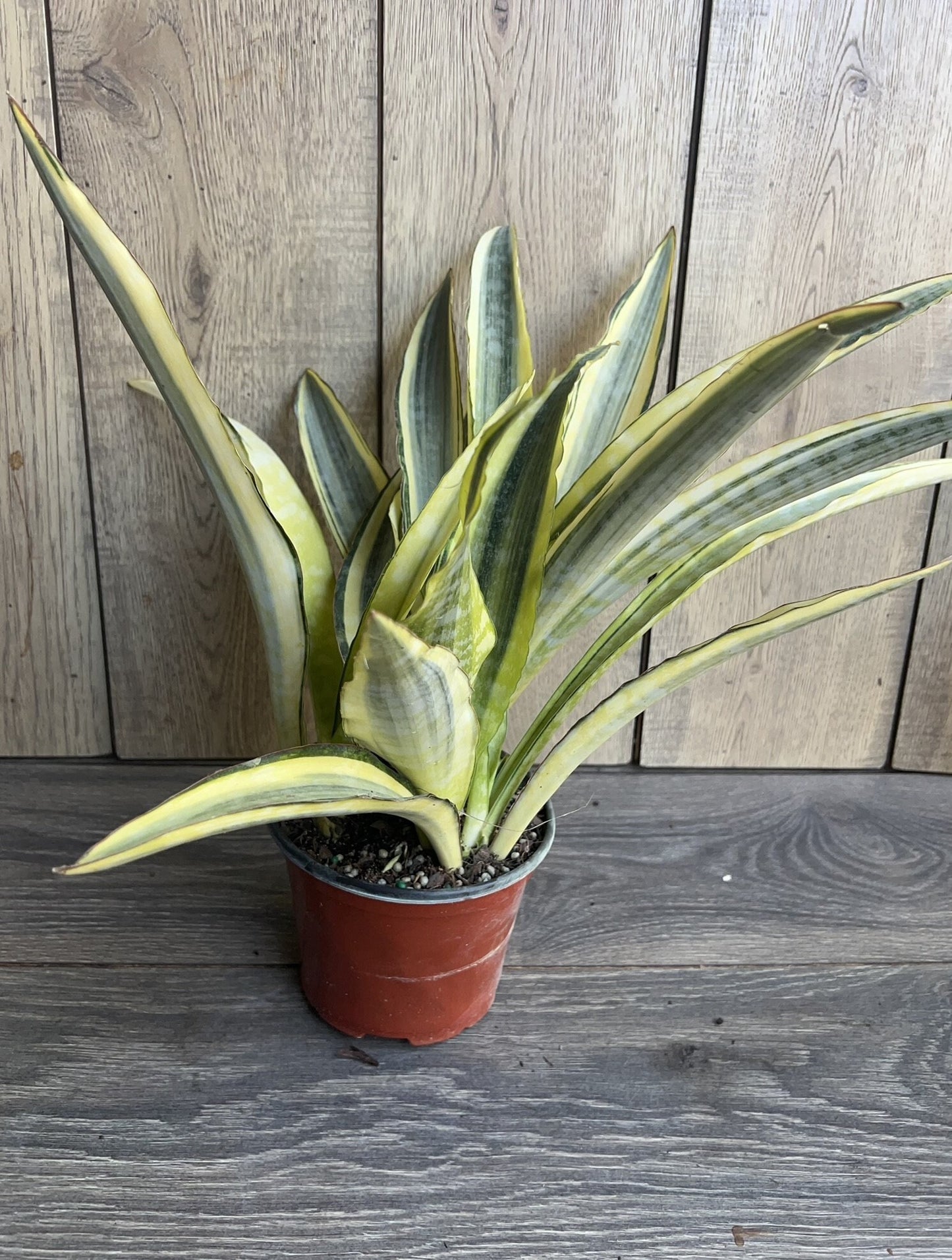 Sansevieria Lauren in 6" pot, rare