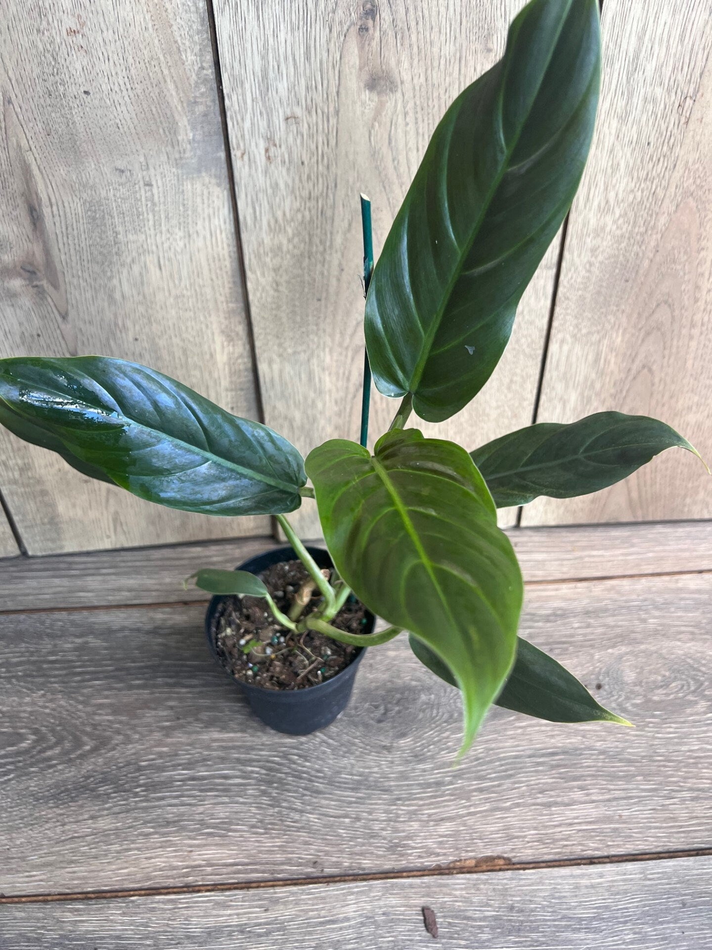 Philodendron Subhastatum in 4" Pot