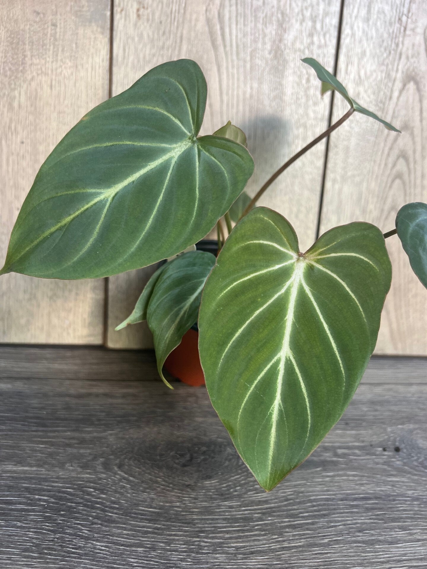 Philodendron gloriosum in 4" pot,