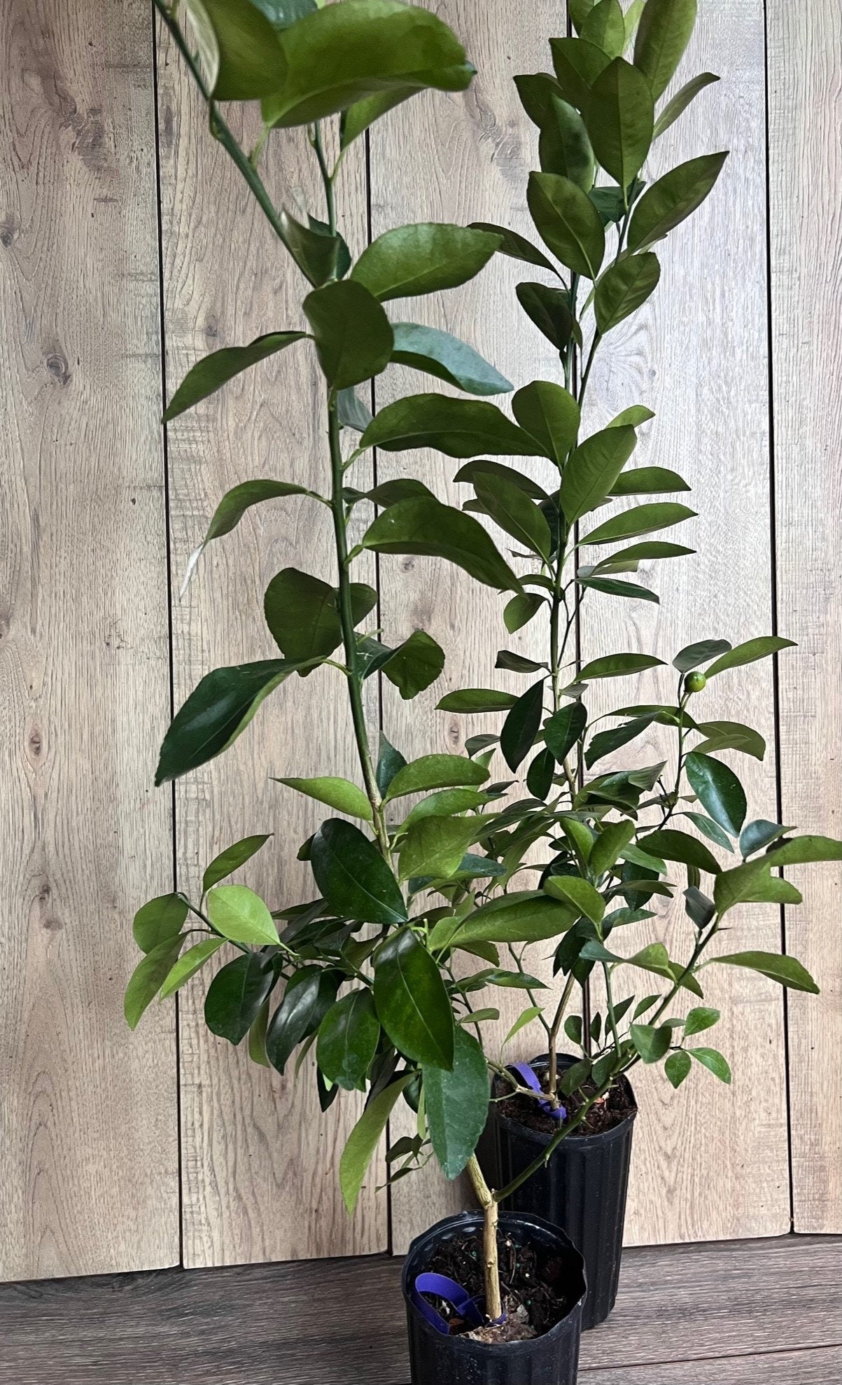 Valencia Orange Tree in half Gallon Pot, Grafted, Florida Shipping Only