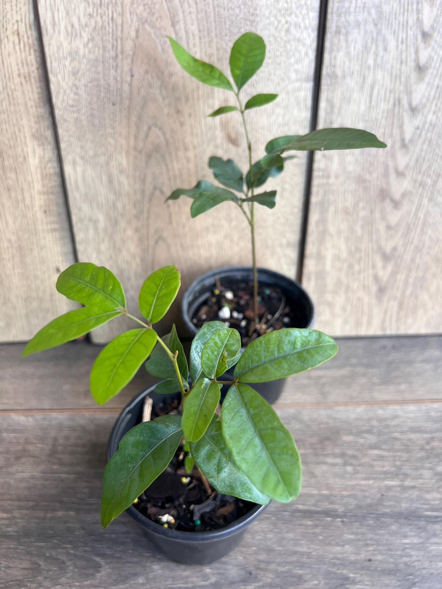 Kohala Longan in 4"" Pot, lengkeng, kelengkeng,