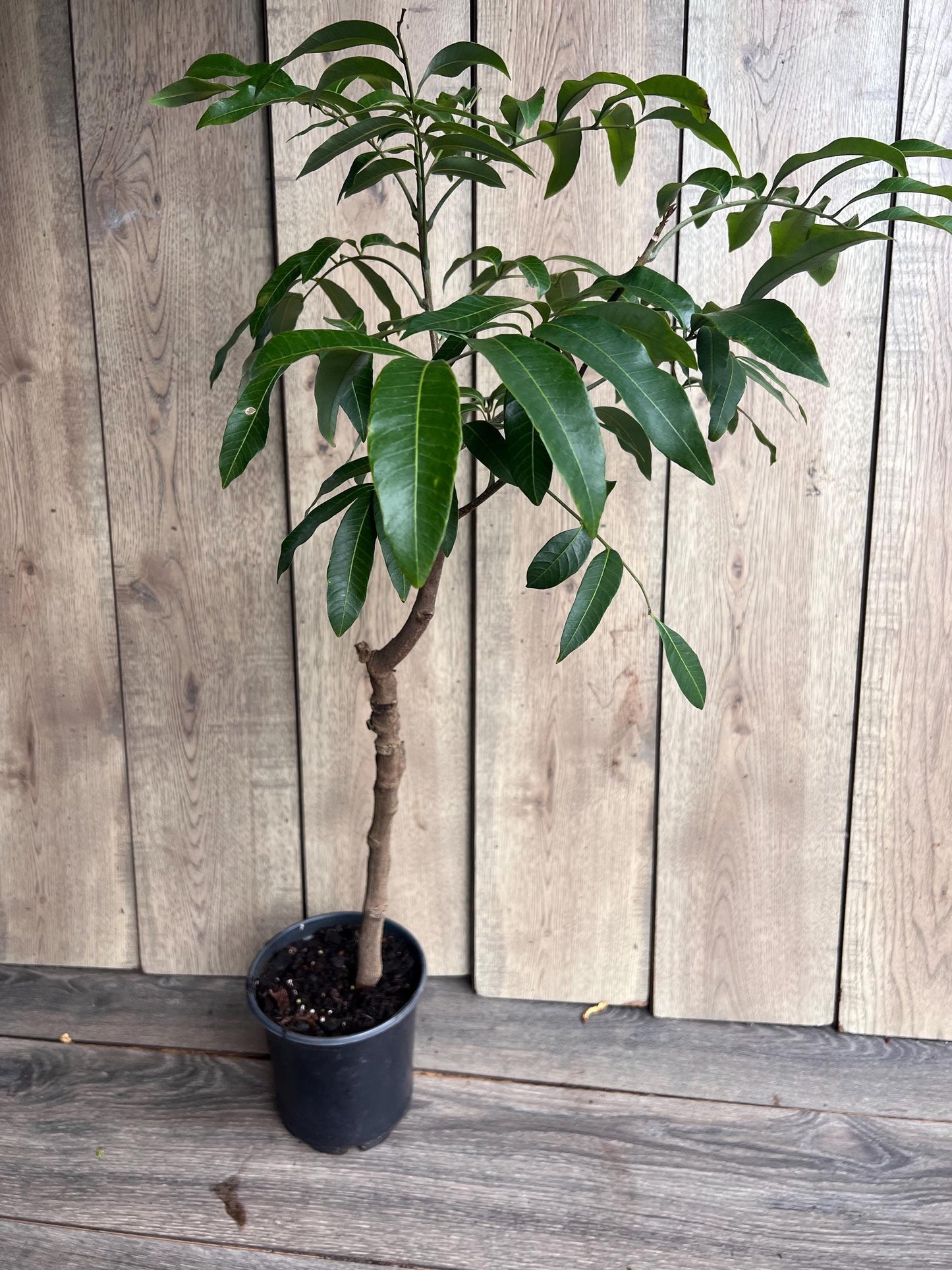 kohala longan in 1/2 gallon Pot, air layered, lengkeng, kelengkeng,