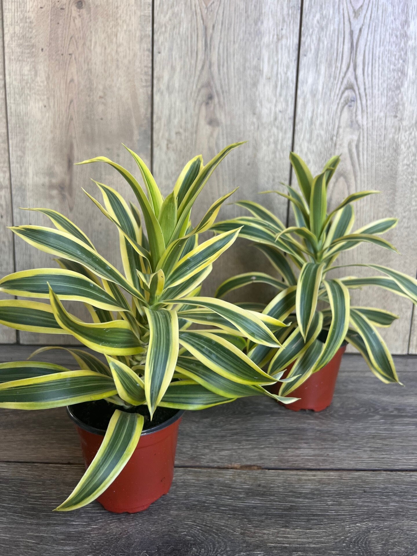 Song Of India, 4" Pot, Dracaena reflexa.
