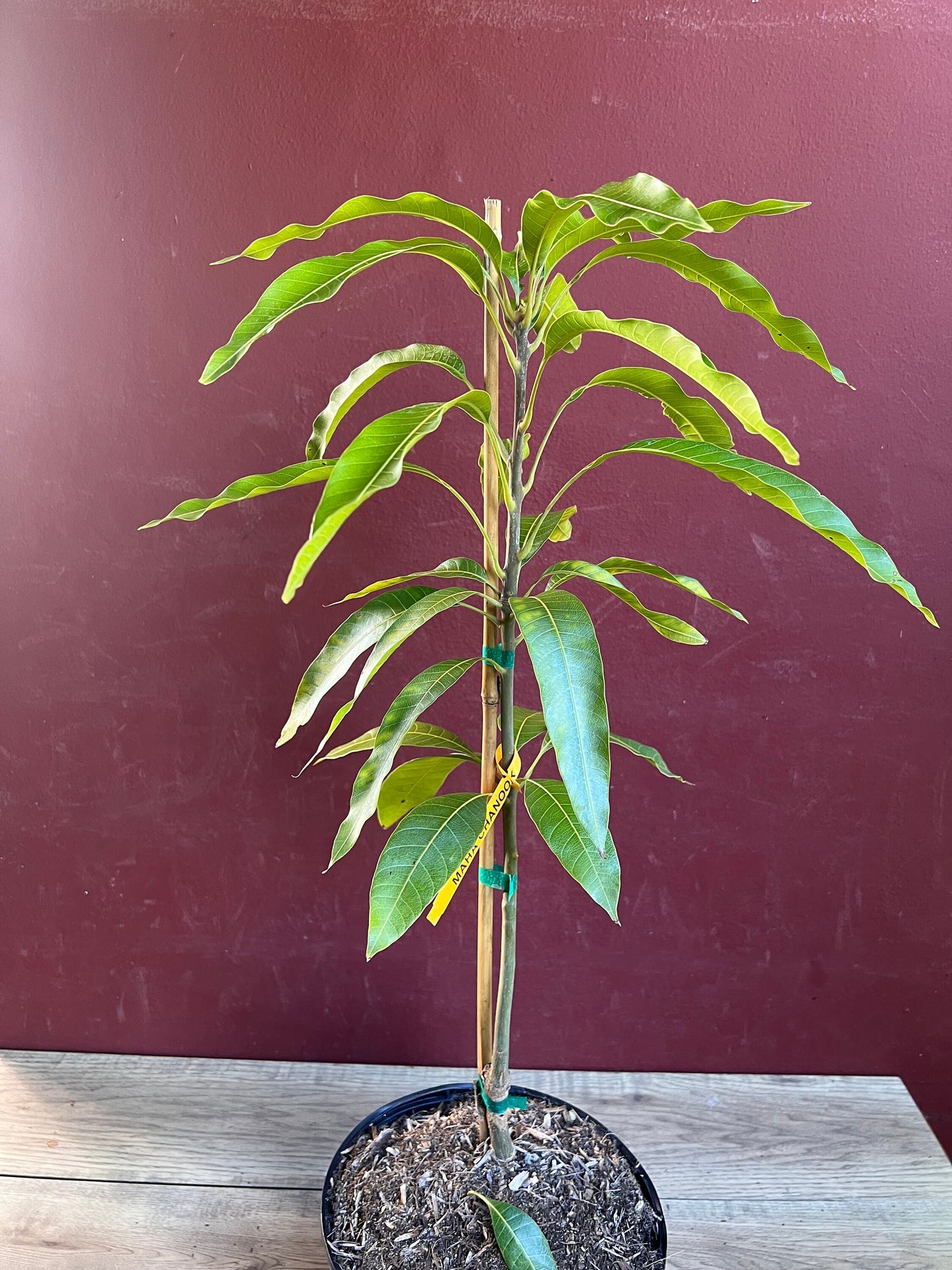 Maha Chanok mango , grafted in 3 gallons pot, Rainbow mango, No ship to HI