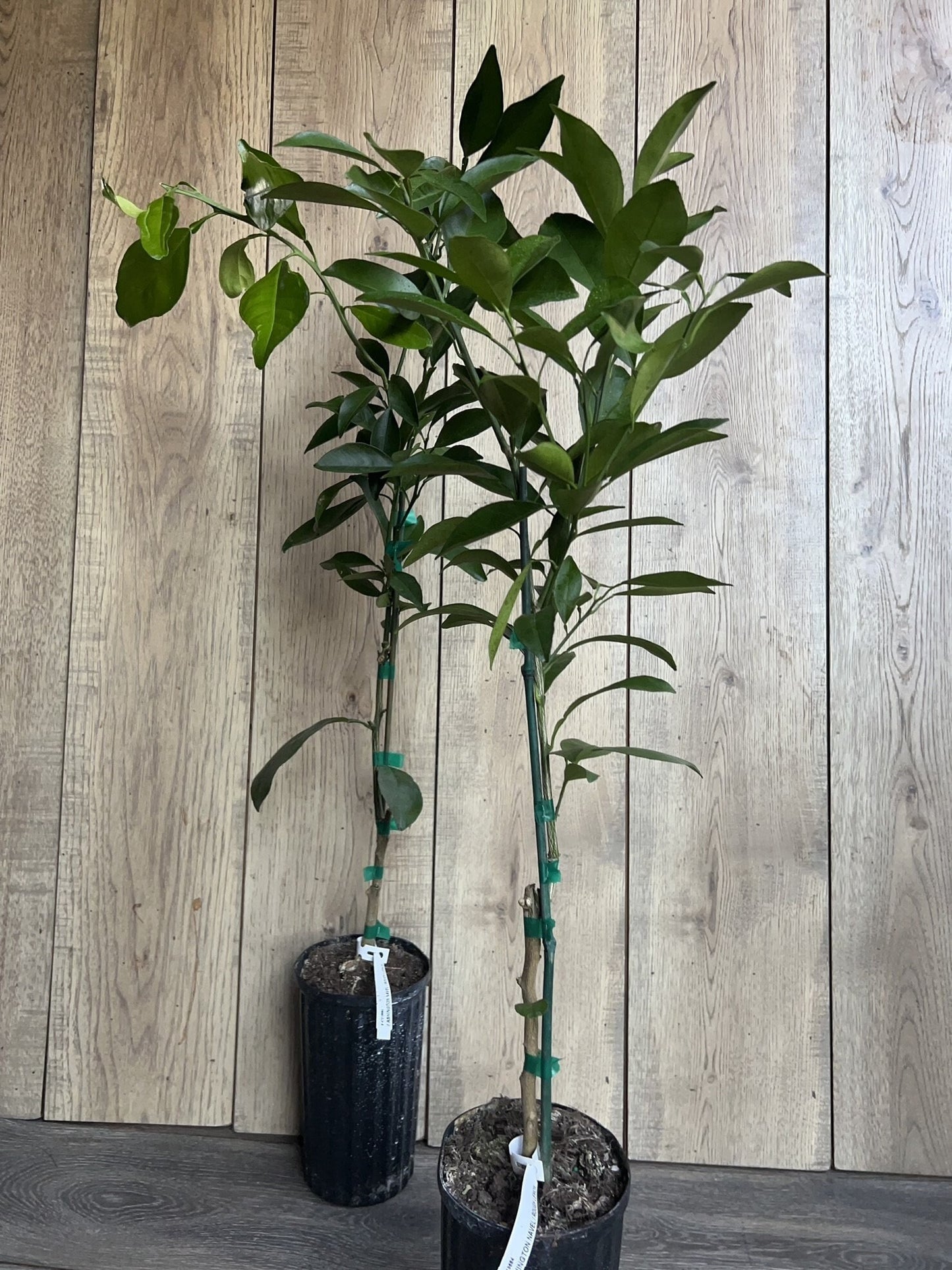 Washington Navel Orange Tree in half Gallon Pot, Grafted, Florida Shipping Only