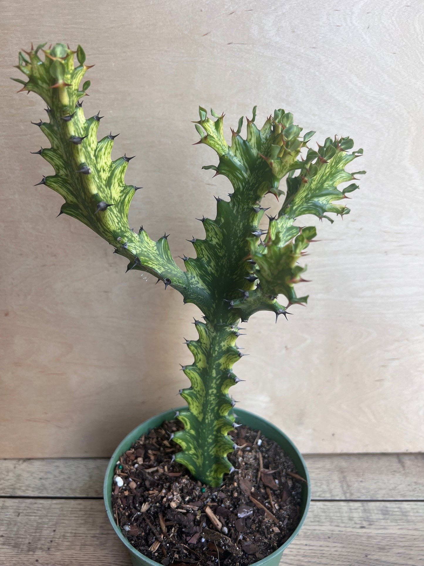 Euphorbia Lactea Variegated, Dragon Bone in 6" Pot, rare, cactus , succulent, Lacei variegata