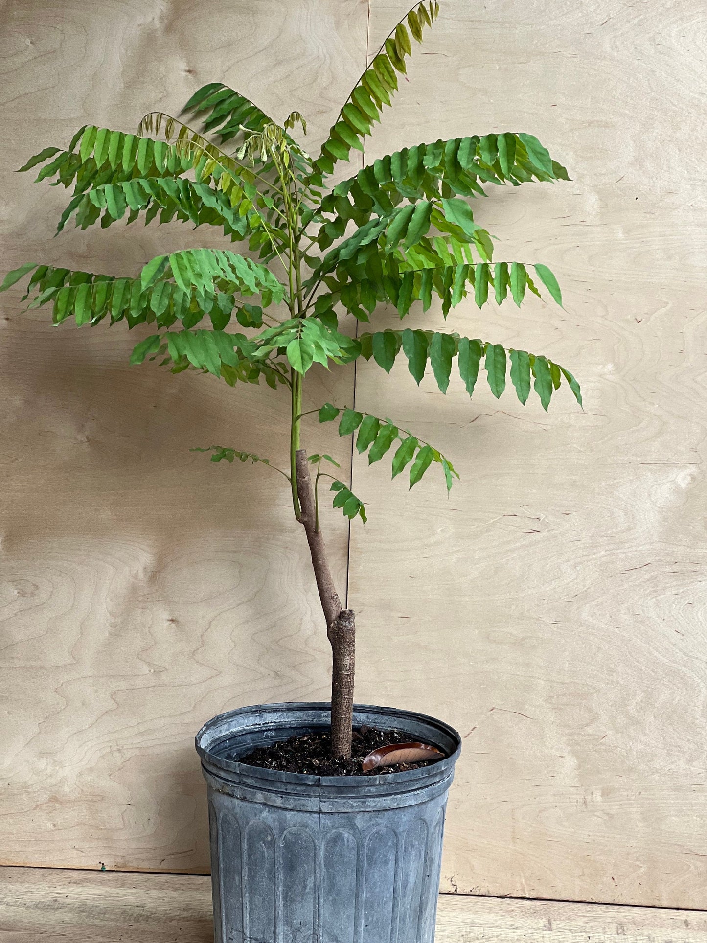 Bilimbi, Averrhoa, Belimbing wuluh in 3 gallon pot, cucumber tree, tree sorrel.
