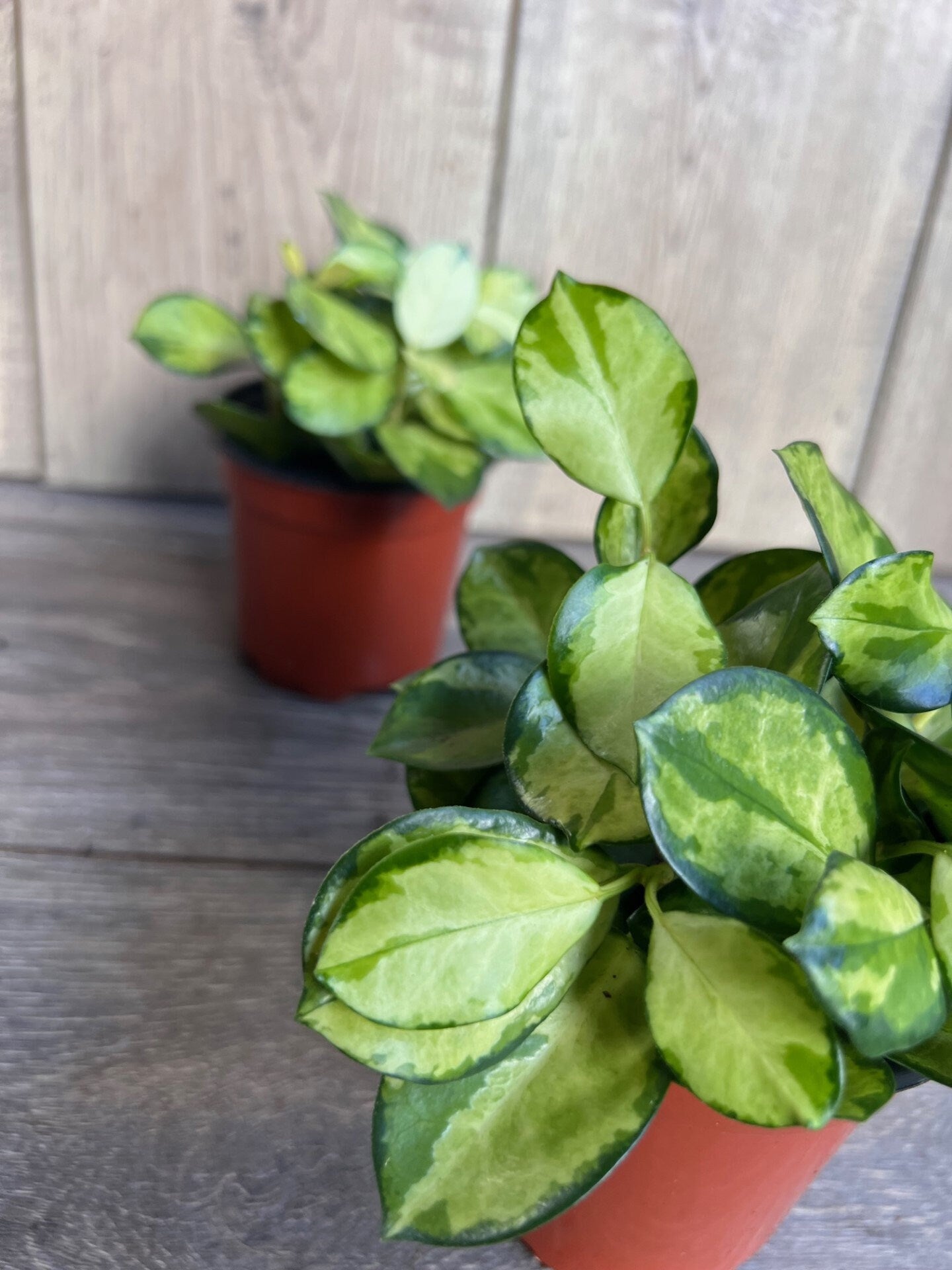 Hoya Australis Lisa in 4" Pot